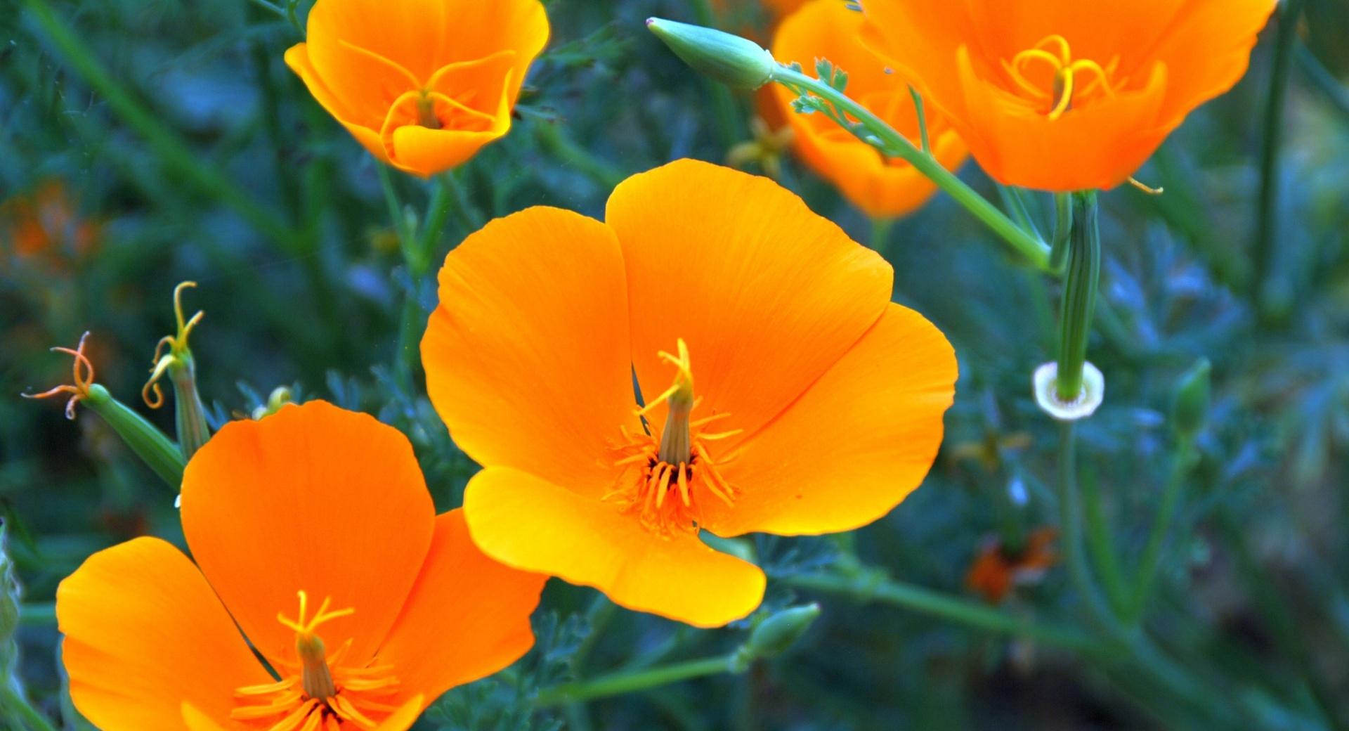 California Poppy Closeup at 1600 x 1200 size wallpapers HD quality