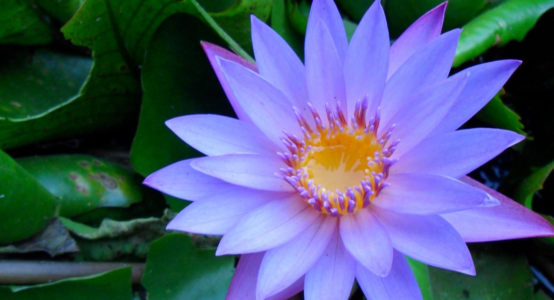 Cape Blue Water Lily at 1280 x 960 size wallpapers HD quality
