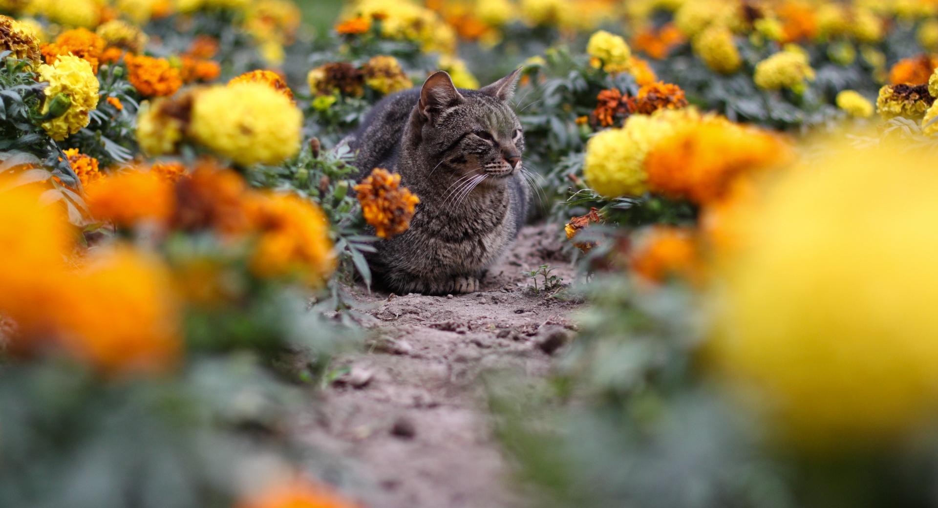 Cat Among The Flowers wallpapers HD quality