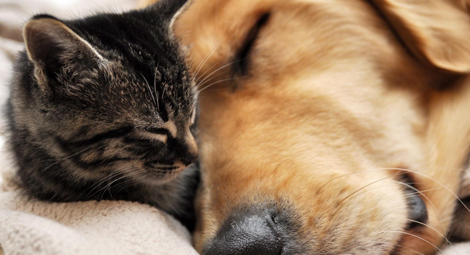 Cat And Dog Friendship at 1280 x 960 size wallpapers HD quality