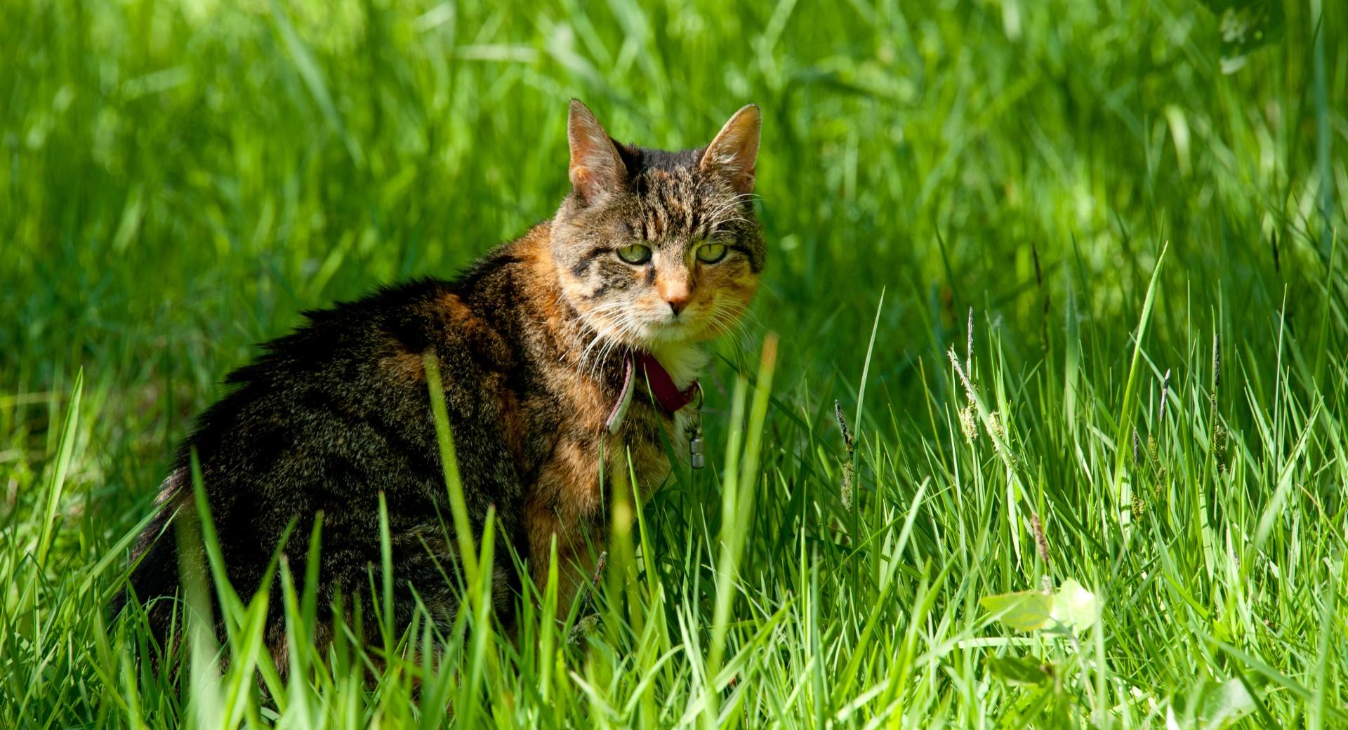 Cat And Grass wallpapers HD quality