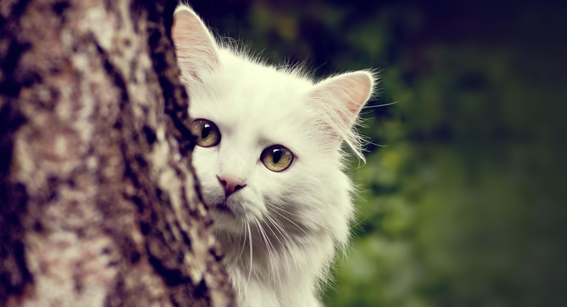 Cat Spying at 1600 x 1200 size wallpapers HD quality