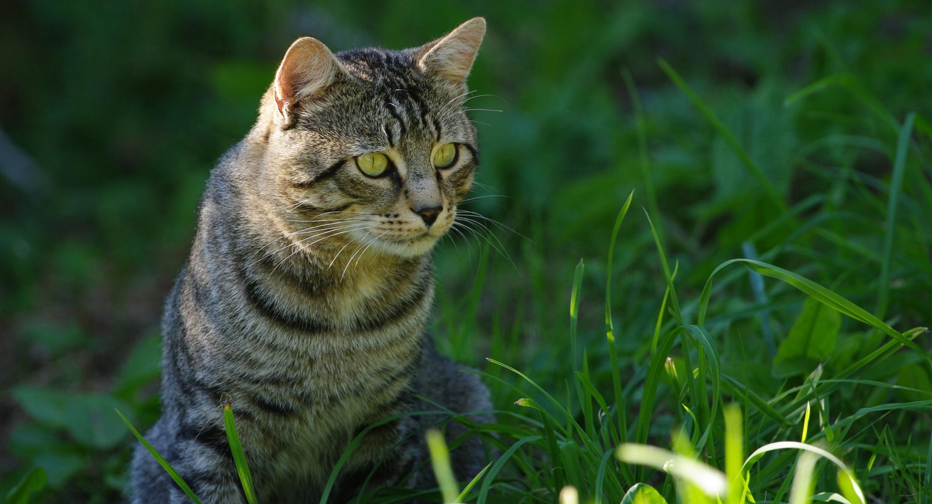 Cat Staring at 640 x 1136 iPhone 5 size wallpapers HD quality