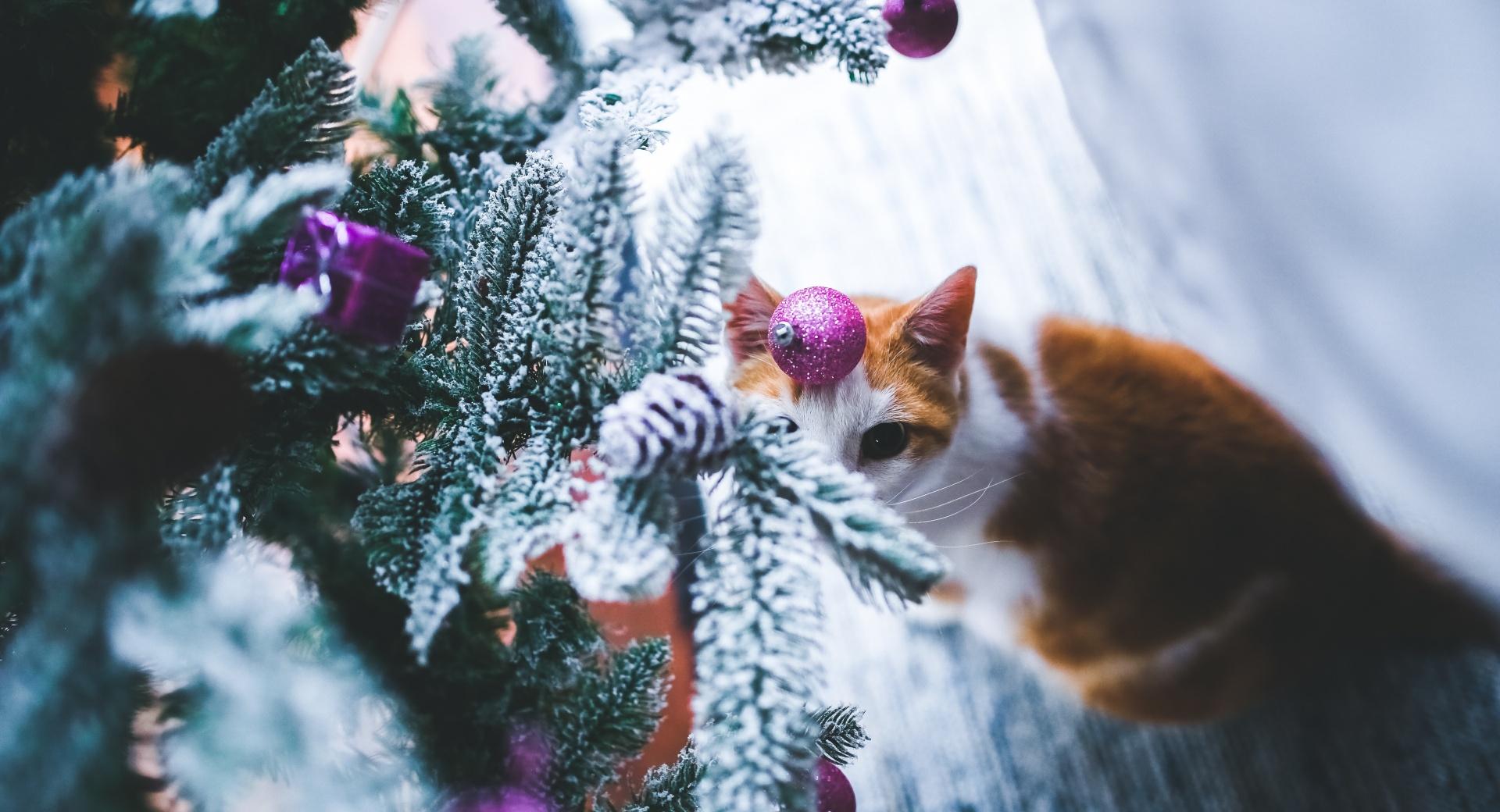 Cat under Christmas Tree at 1600 x 1200 size wallpapers HD quality