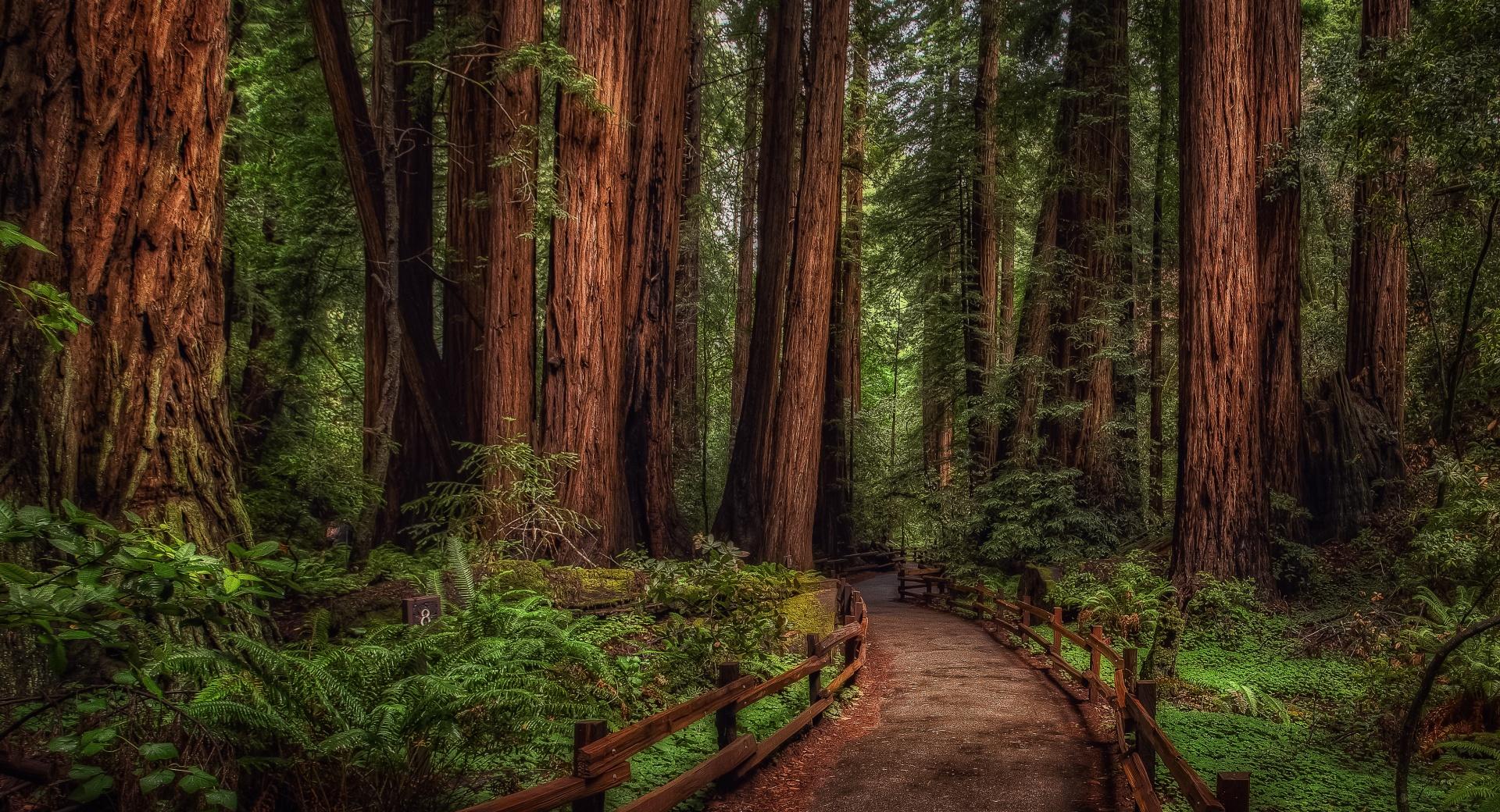 Cathedral Grove Rainforest wallpapers HD quality