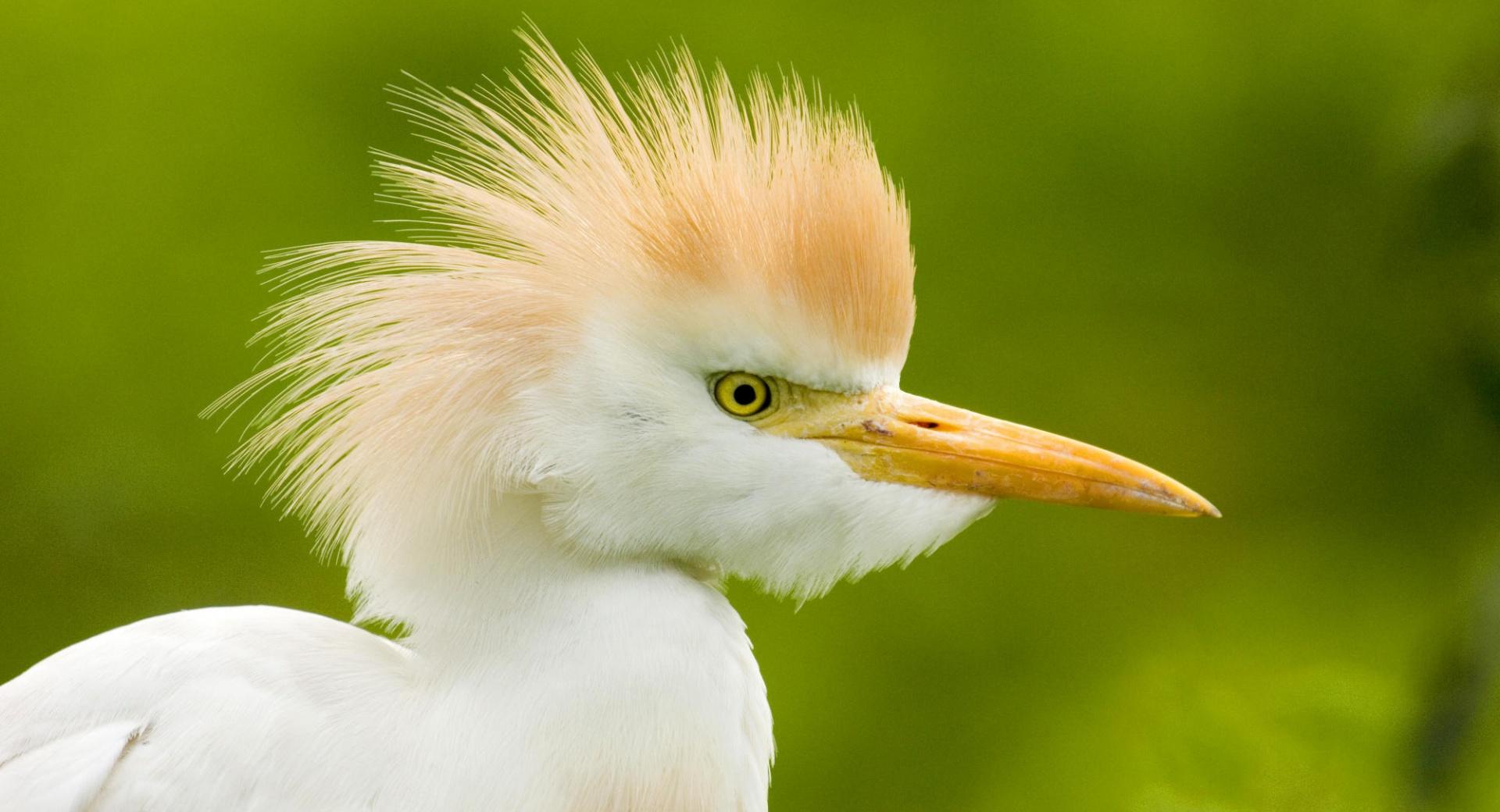 Cattle Egret Florida at 1024 x 1024 iPad size wallpapers HD quality