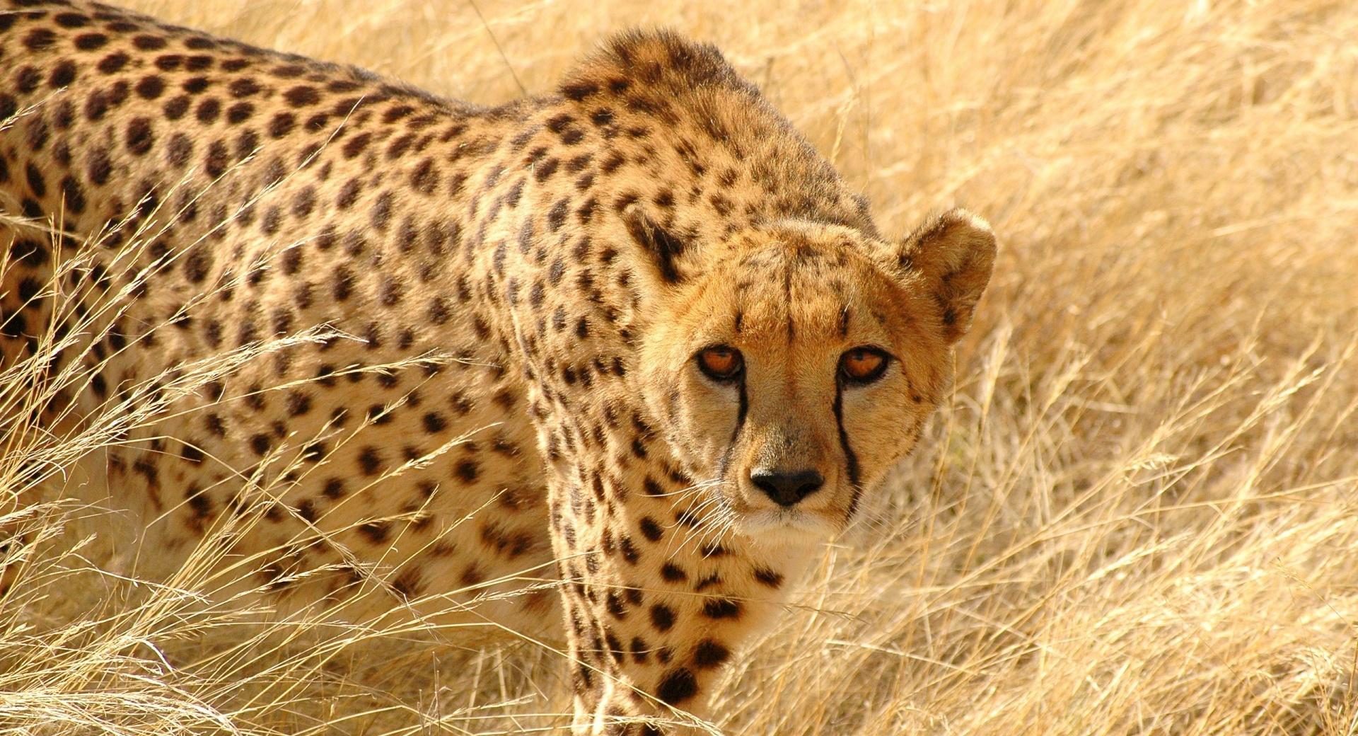 Cheetah Wildlife at 1024 x 1024 iPad size wallpapers HD quality