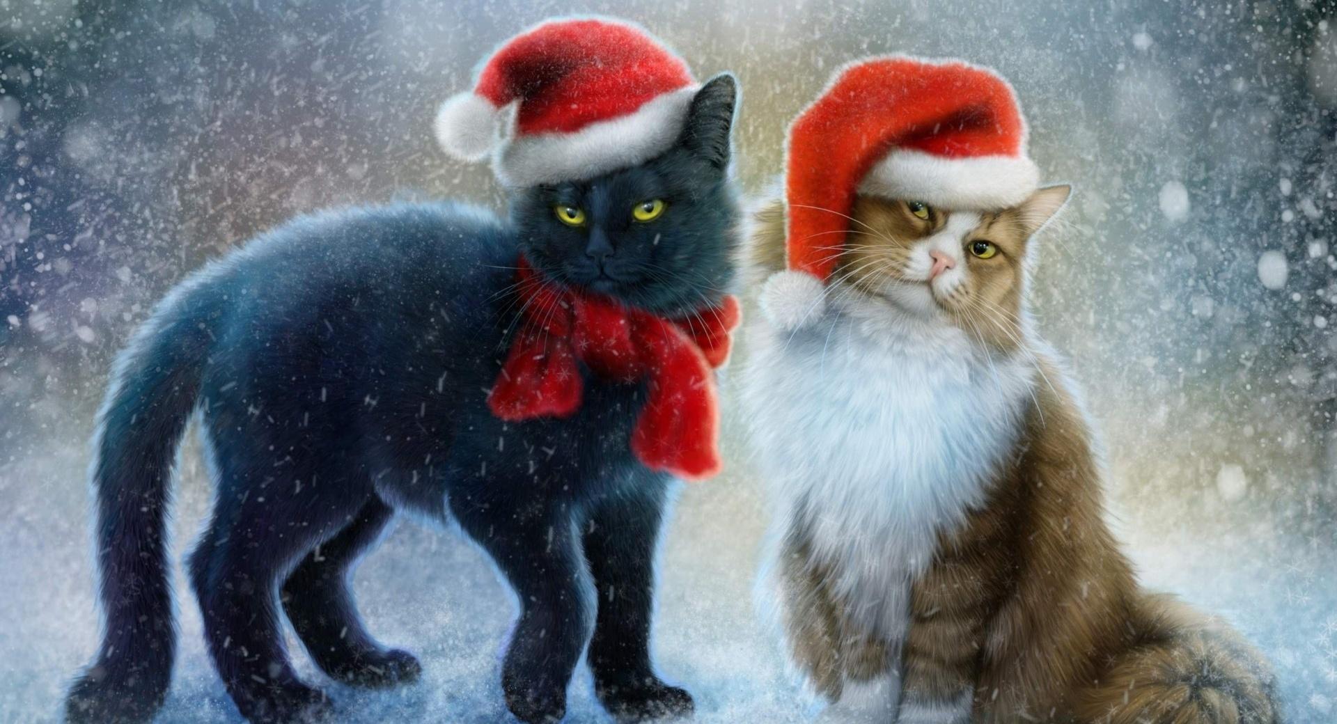 Christmas Cats at 1280 x 960 size wallpapers HD quality