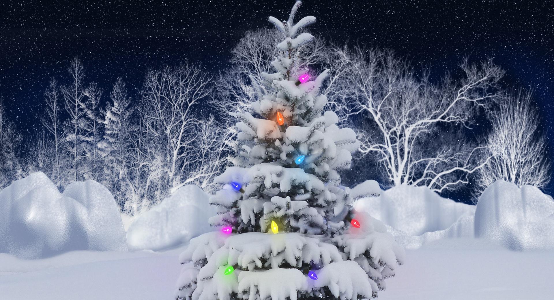 Christmas Tree, Outdoor at 1152 x 864 size wallpapers HD quality