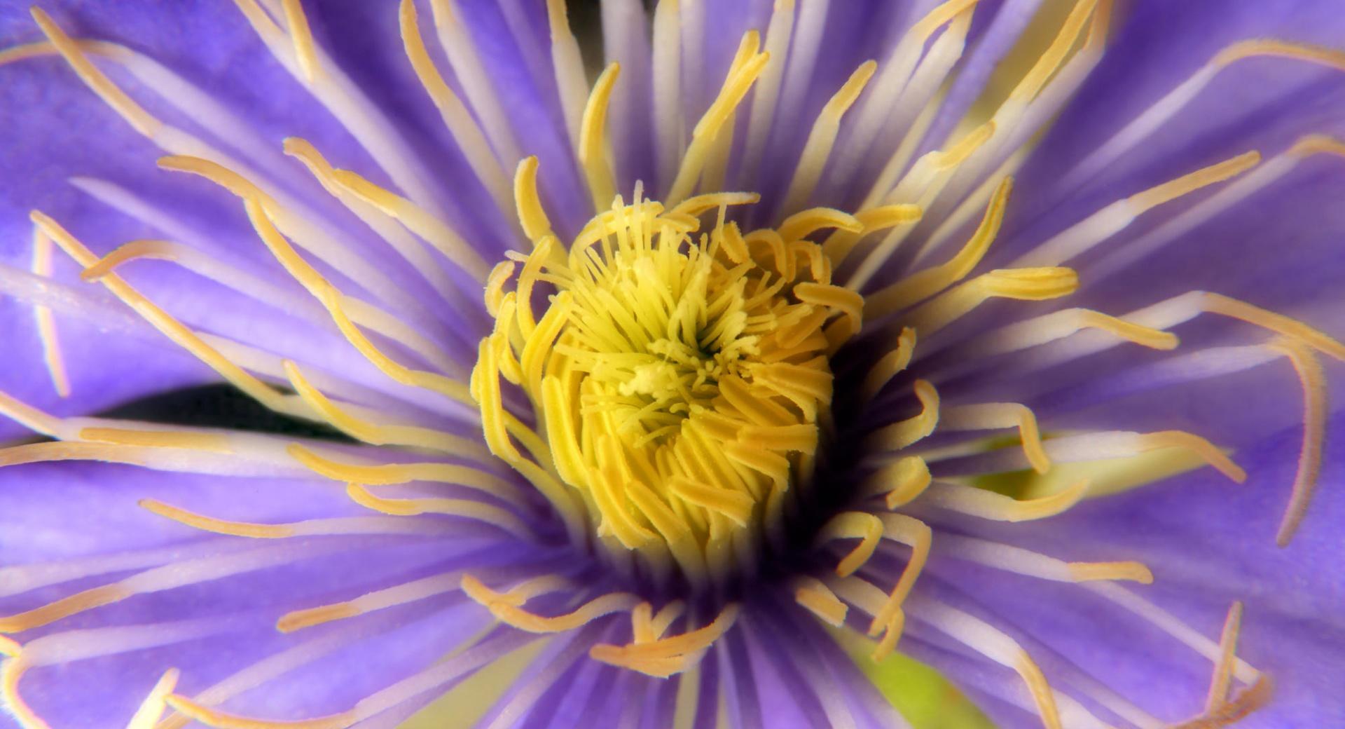 Clematis Close Up Flower at 320 x 480 iPhone size wallpapers HD quality