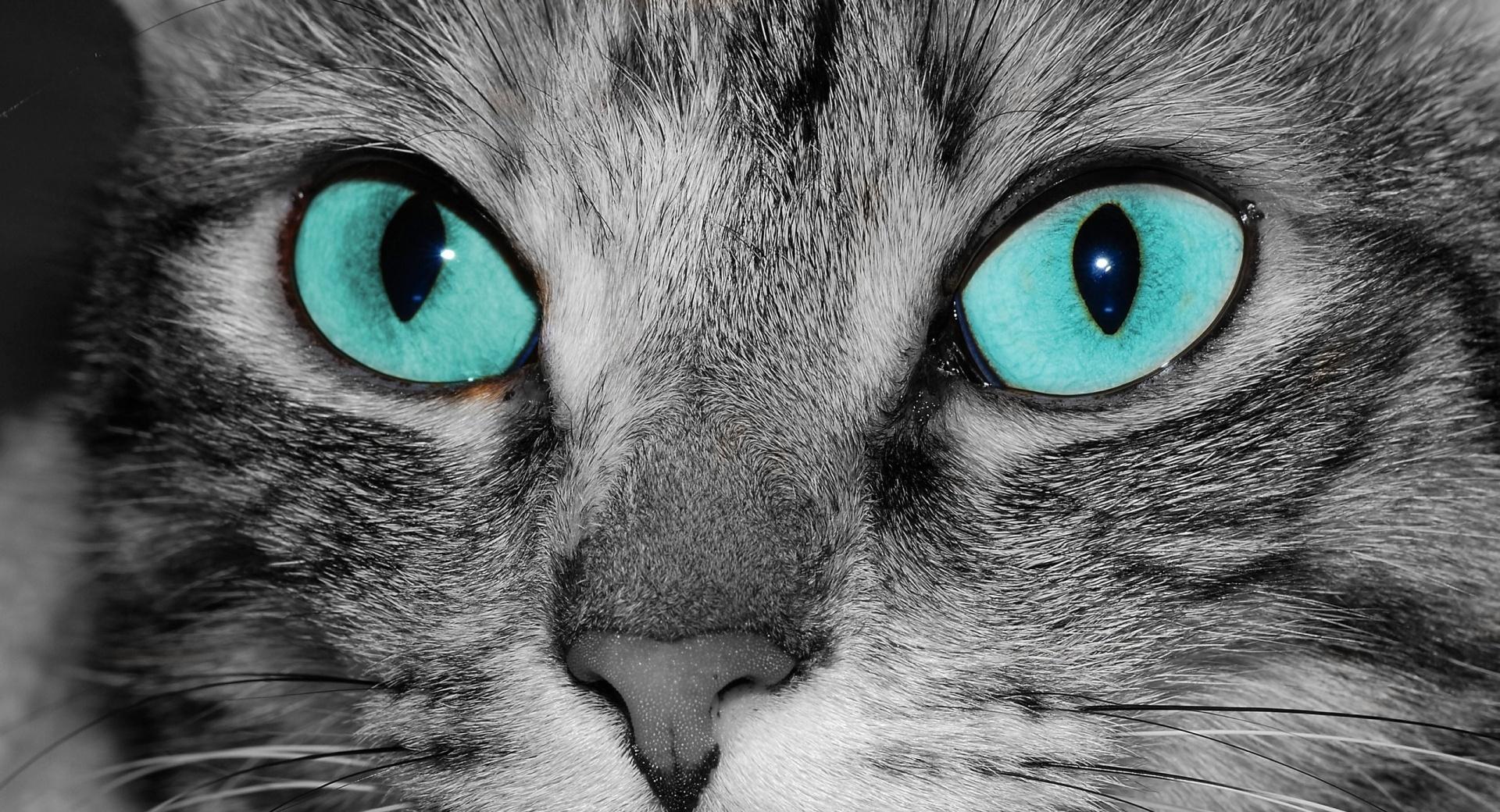 Close Up Of A Grey Tabby Cat Face at 320 x 480 iPhone size wallpapers HD quality