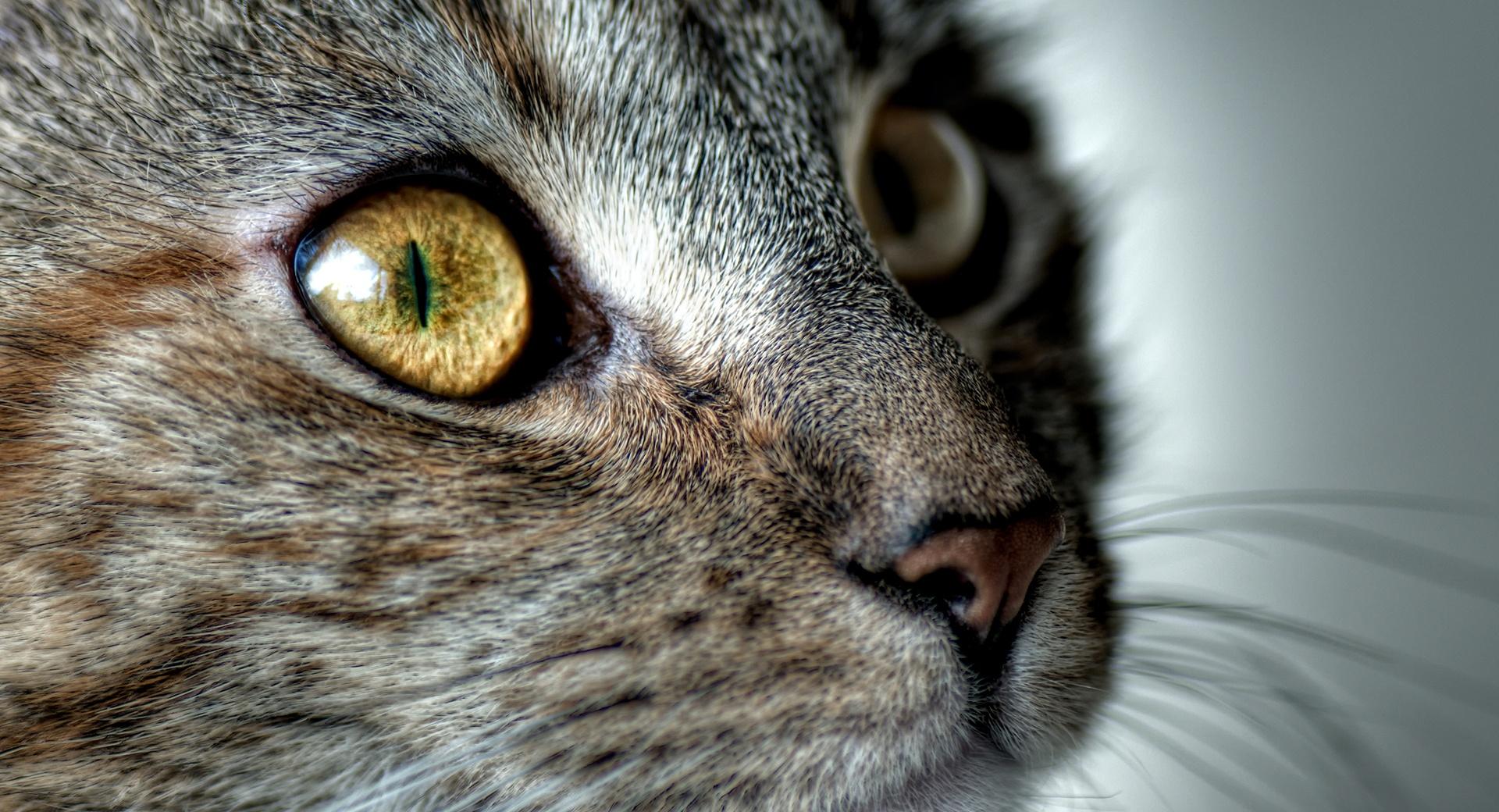 Close Up On A Cats Face at 1152 x 864 size wallpapers HD quality
