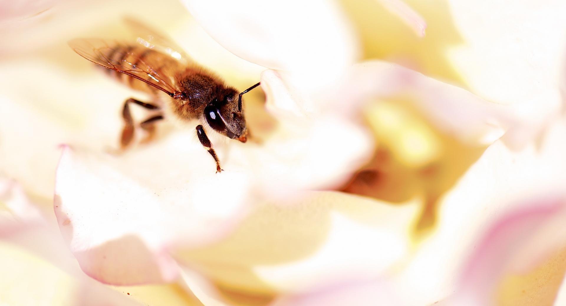 Closeup, Honey Bee, White Rose at 640 x 1136 iPhone 5 size wallpapers HD quality