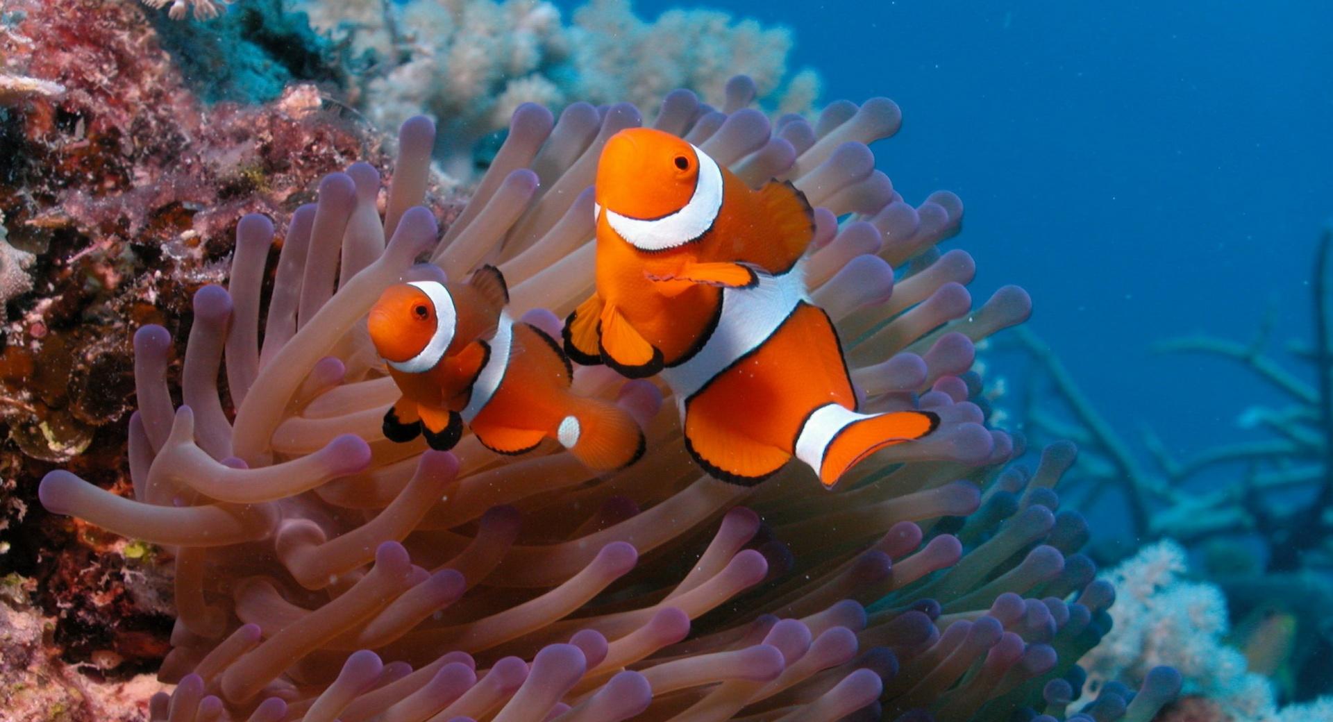 Clownfish And Sea Anemone at 1024 x 768 size wallpapers HD quality