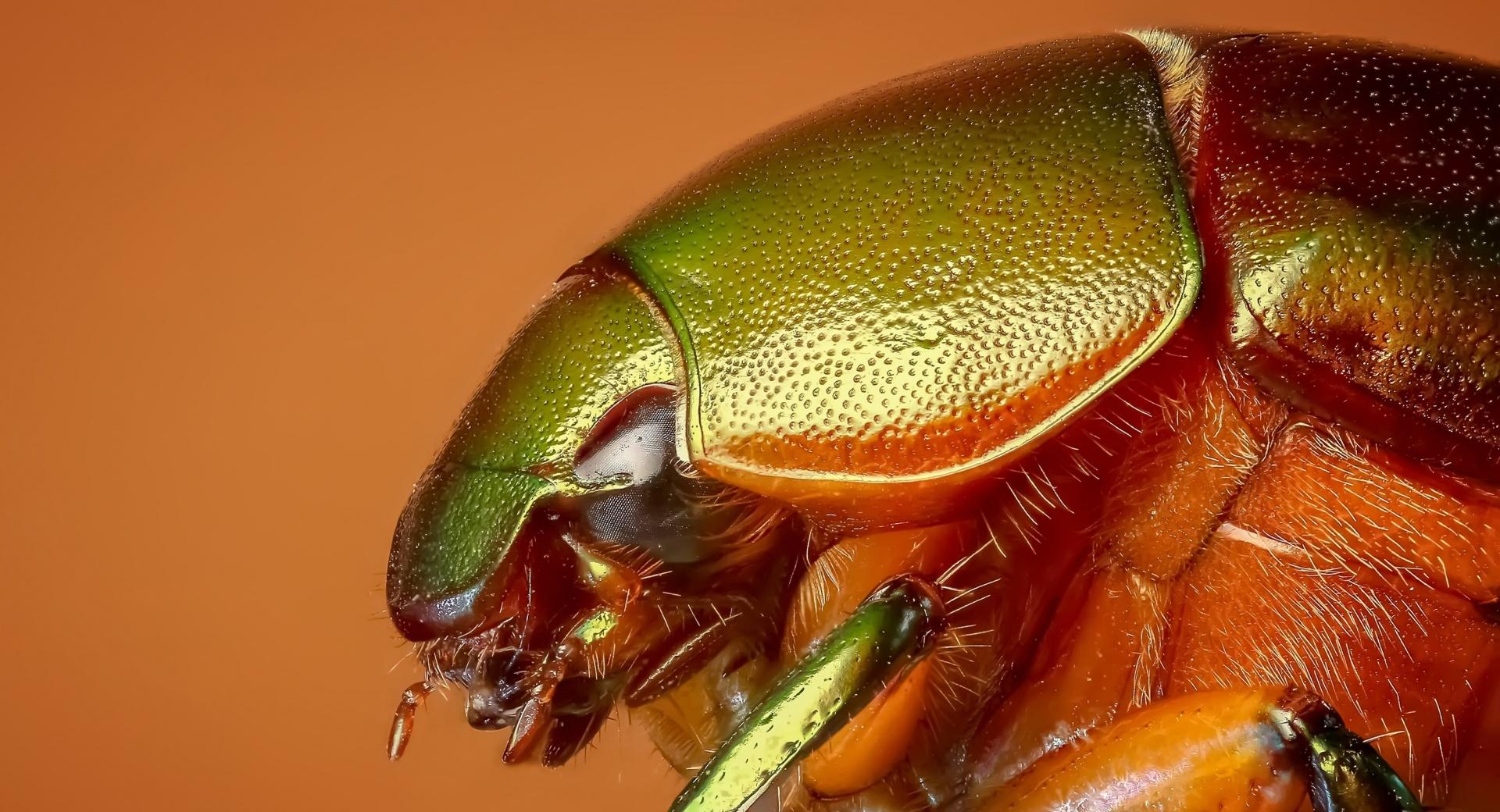 Colorful Beetle Insect Macro at 1152 x 864 size wallpapers HD quality