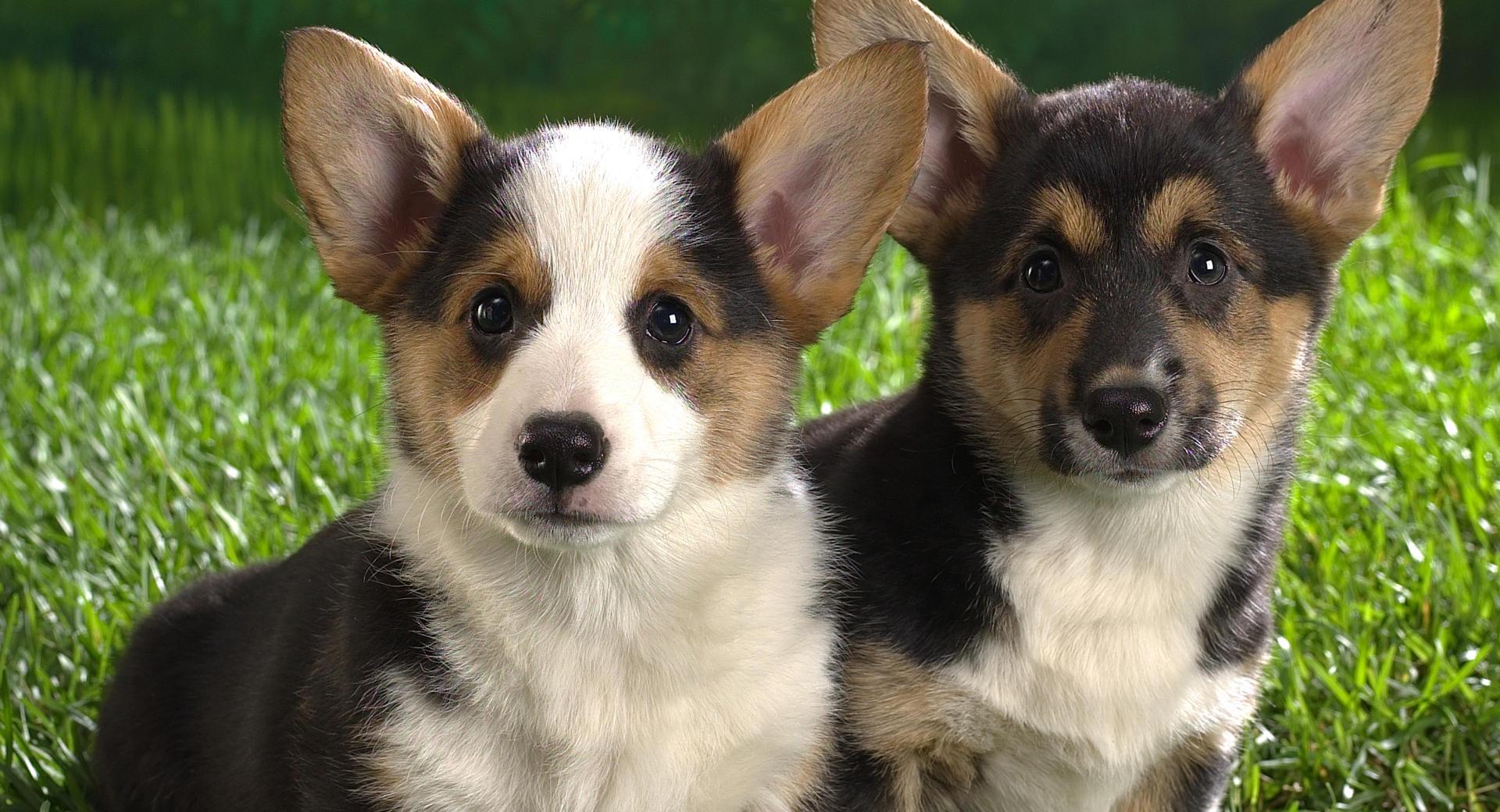Corgi Puppies at 1600 x 1200 size wallpapers HD quality