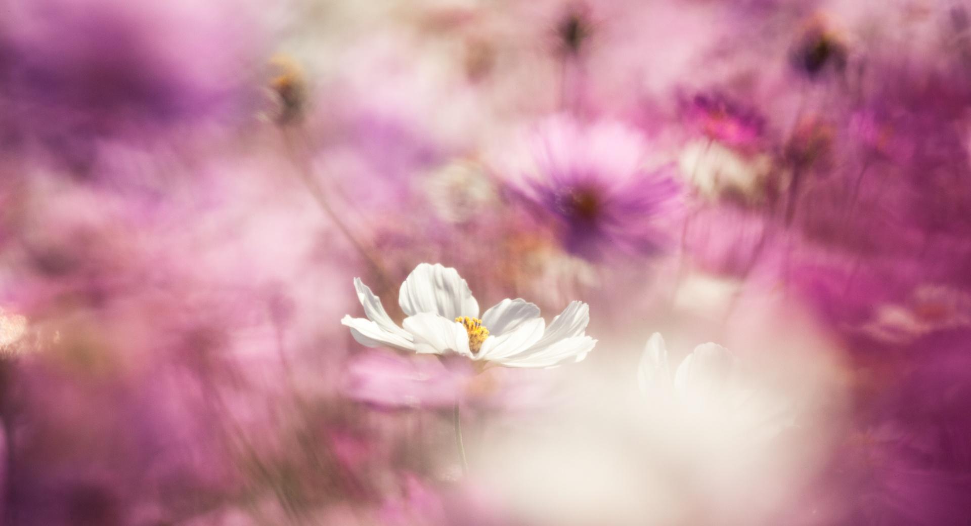 Cosmos Flowers Bokeh at 2048 x 2048 iPad size wallpapers HD quality