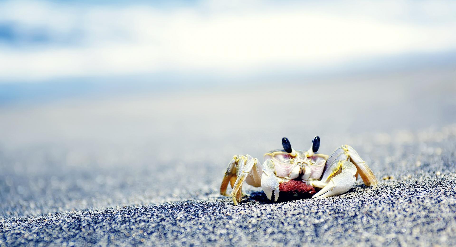 Crab On Sea at 1280 x 960 size wallpapers HD quality