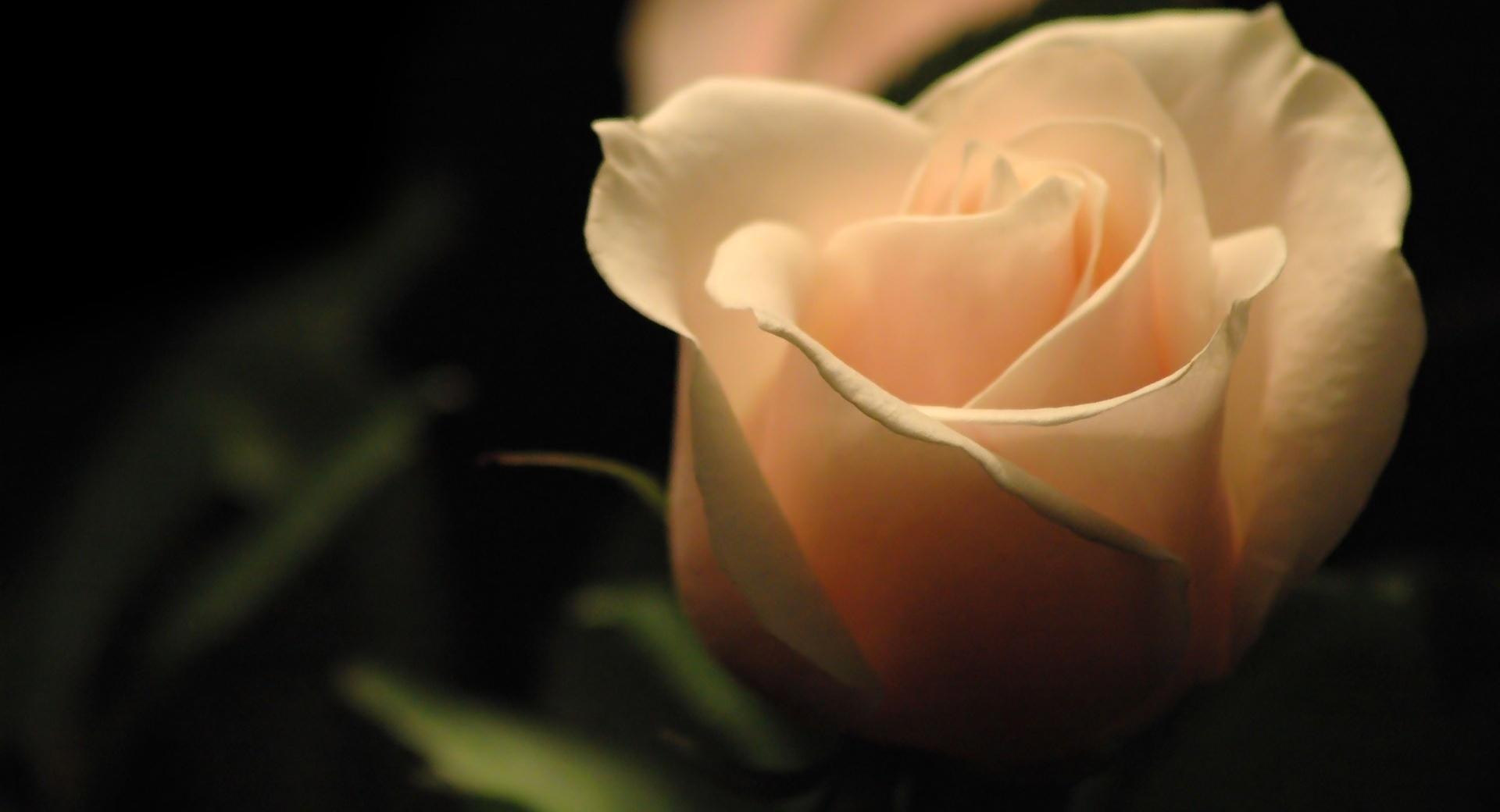 Cream Rose at 1024 x 1024 iPad size wallpapers HD quality