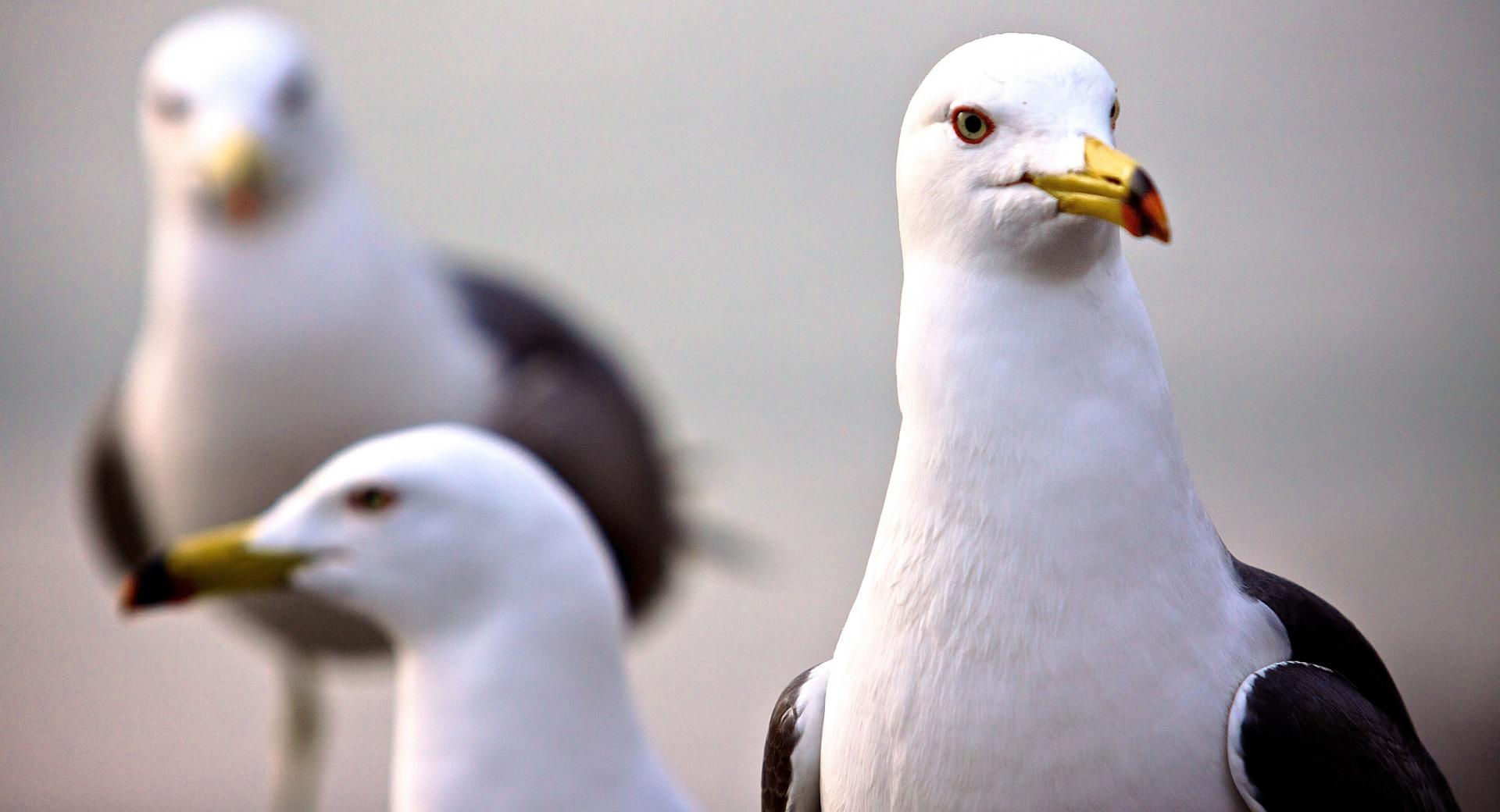 Curious Seagull at 640 x 1136 iPhone 5 size wallpapers HD quality