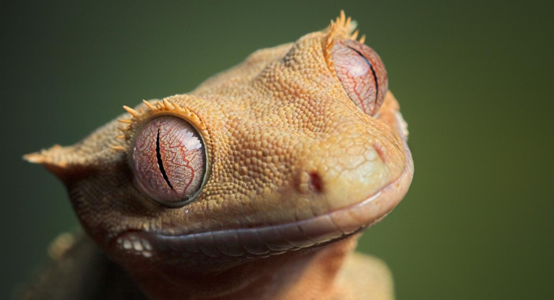 Cute Crested Gecko at 1152 x 864 size wallpapers HD quality