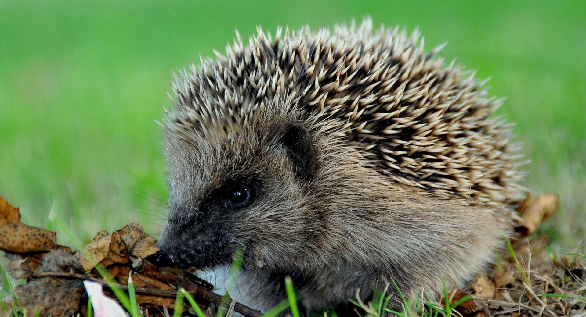 Cute Hedgehog at 1024 x 768 size wallpapers HD quality
