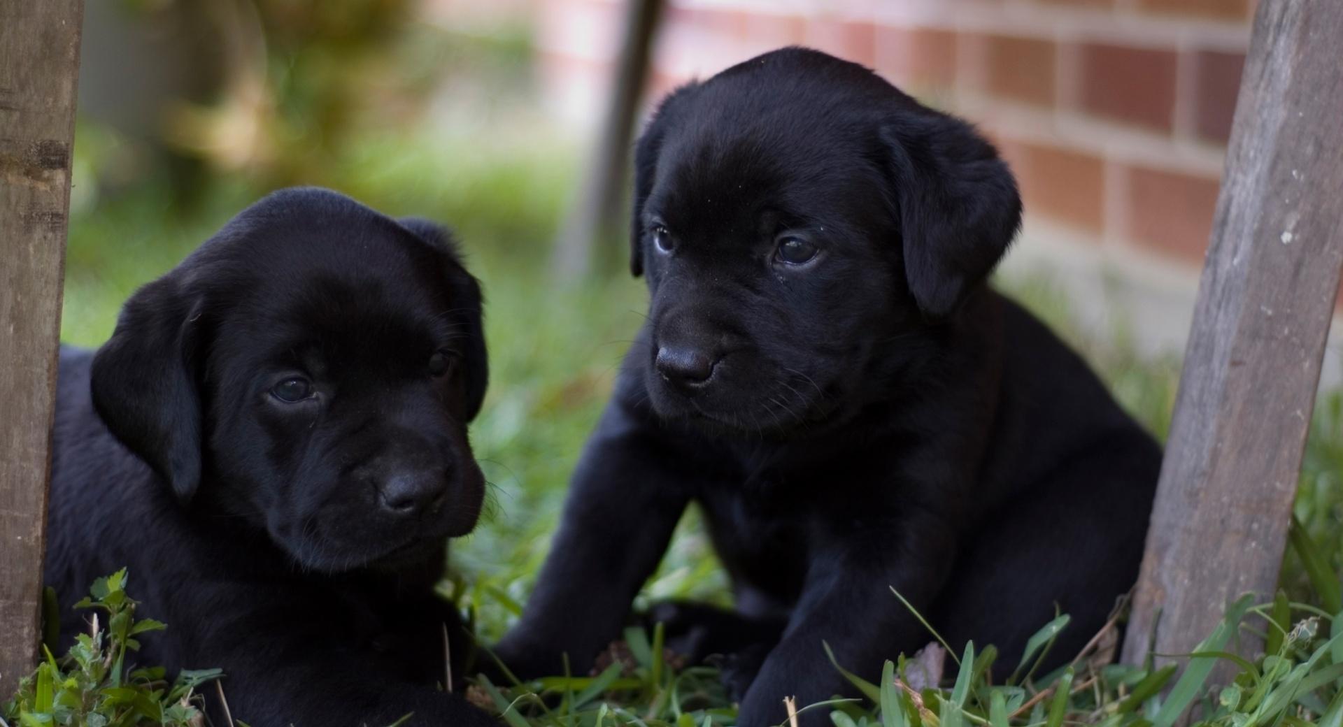 Cute Labrador Puppies at 1600 x 1200 size wallpapers HD quality