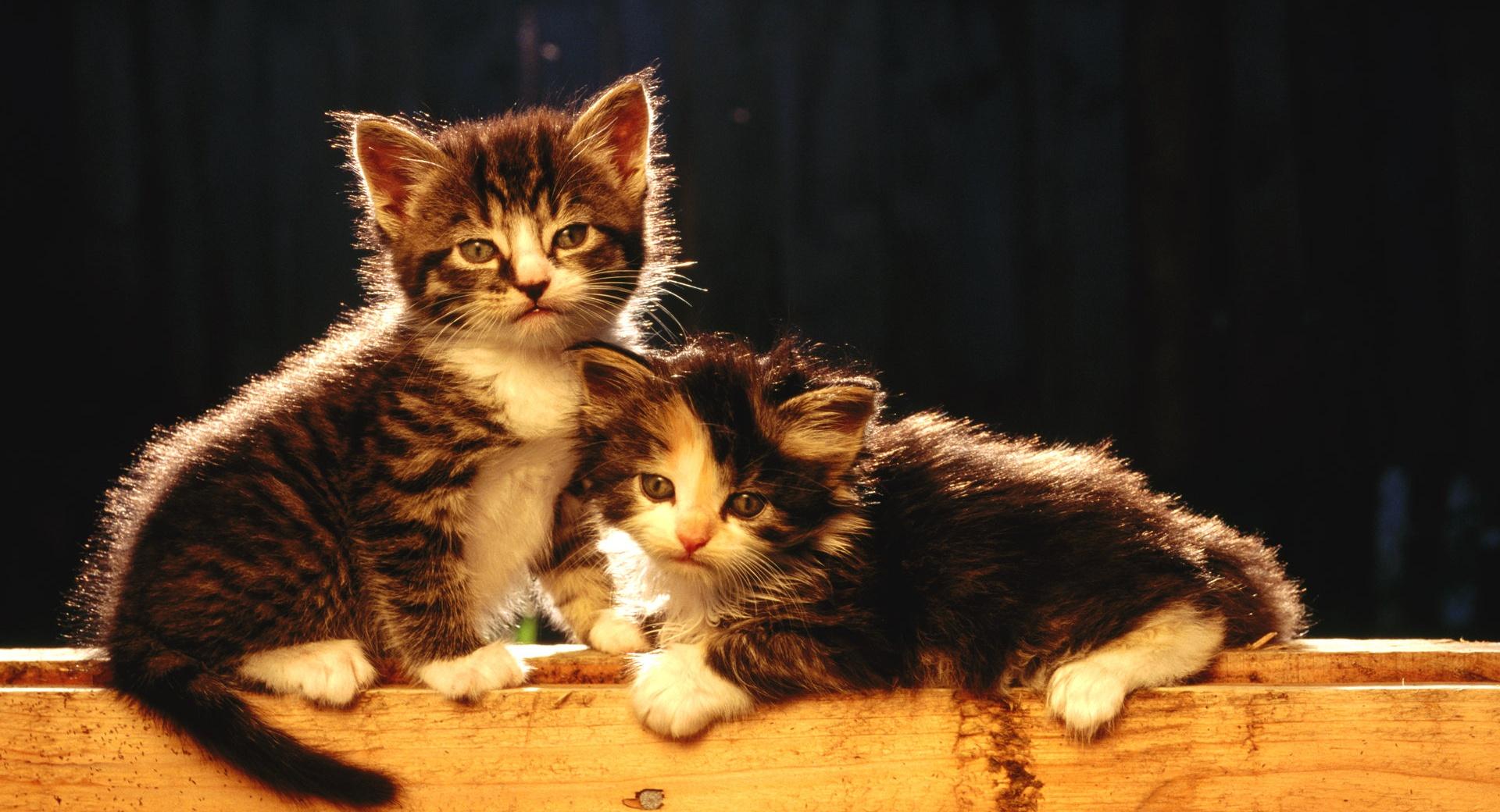 Cute Newborn Kittens at 1024 x 768 size wallpapers HD quality