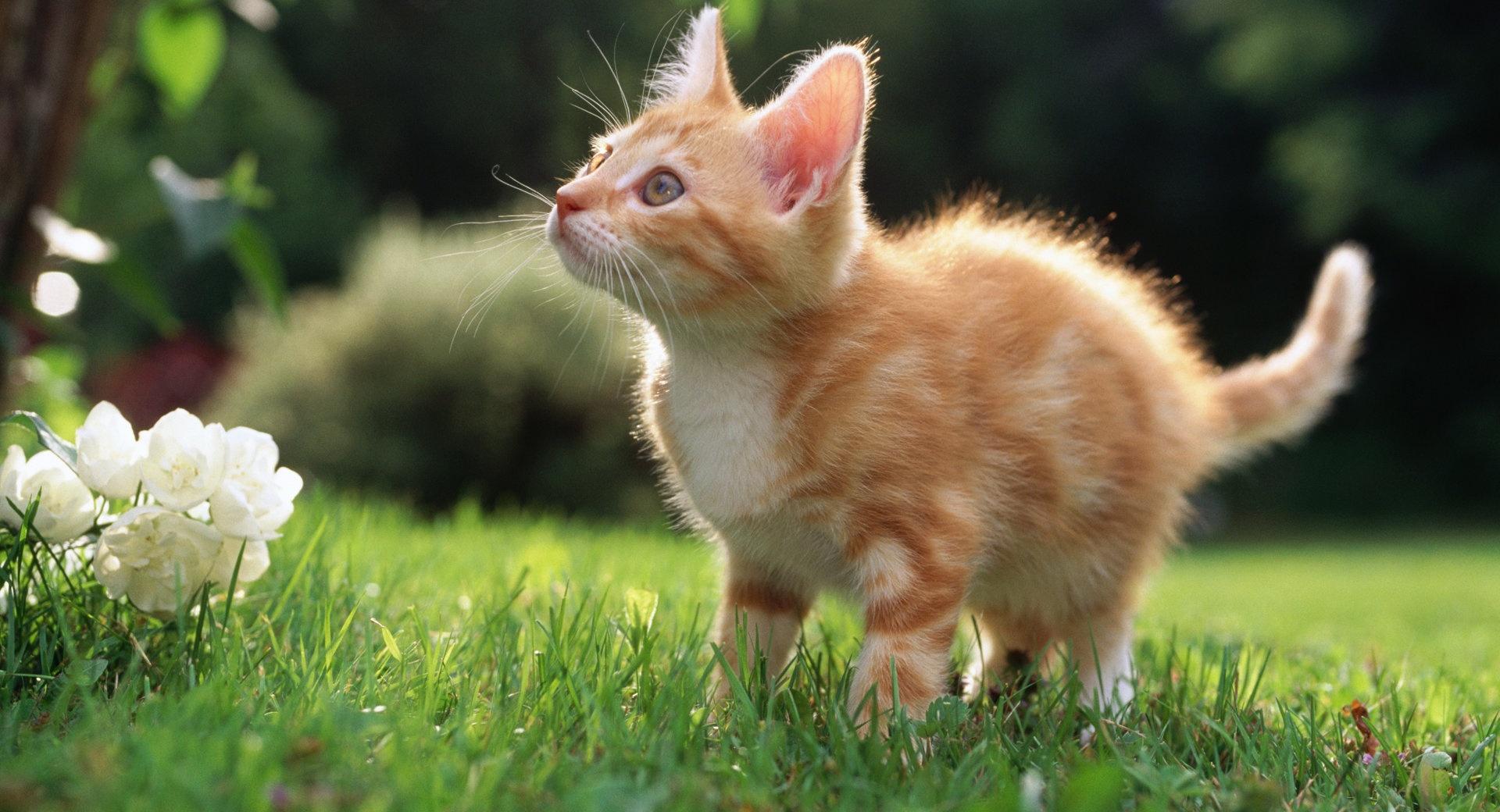 Cute Orange Kitten at 750 x 1334 iPhone 6 size wallpapers HD quality