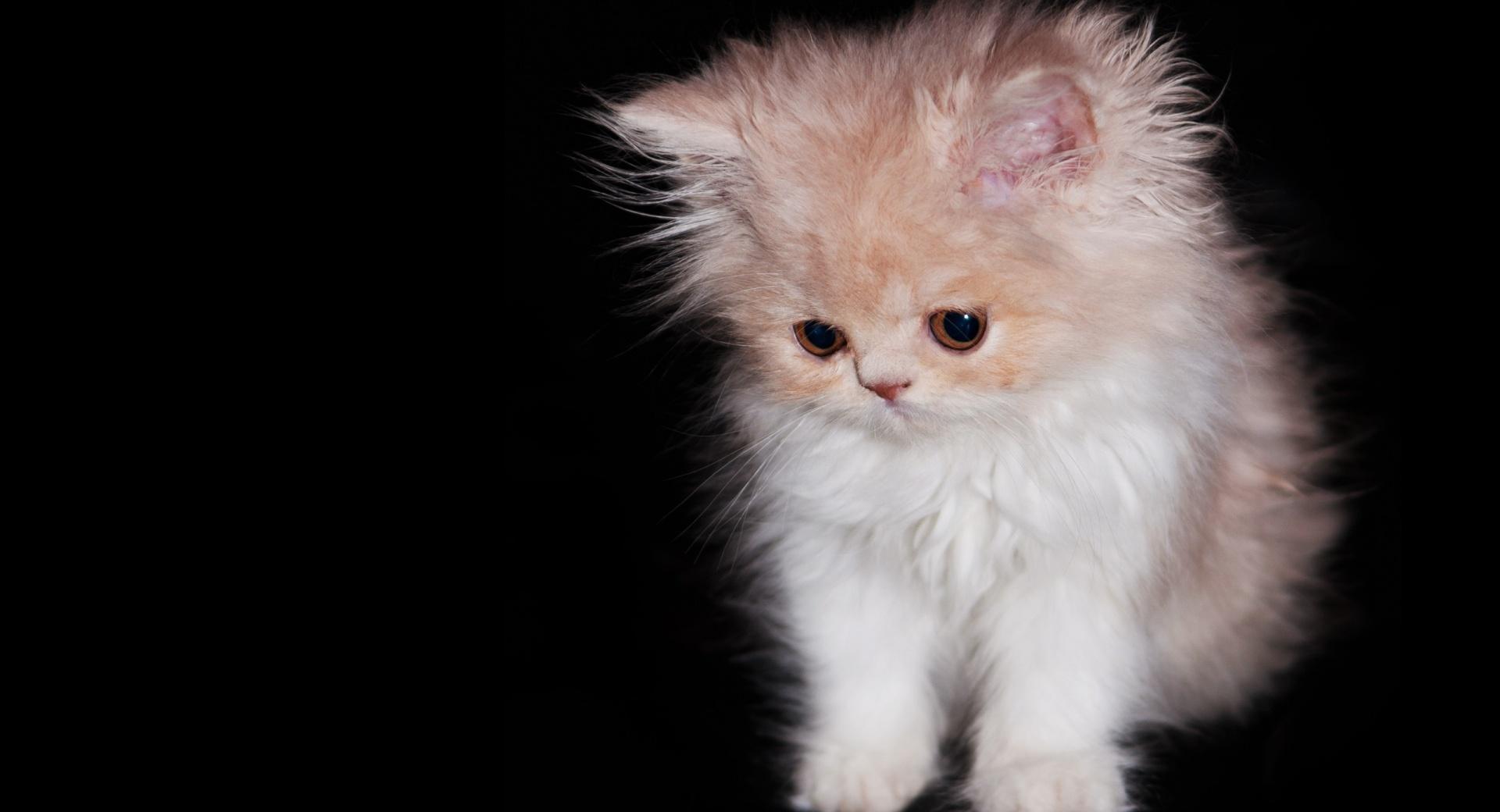 Cute Persian Kitten at 2048 x 2048 iPad size wallpapers HD quality