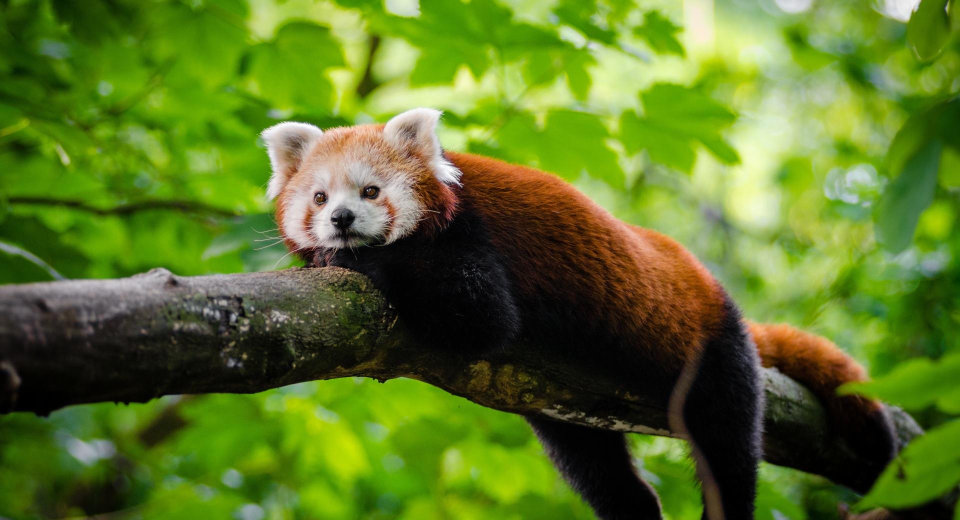 Cute Red Panda at 1280 x 960 size wallpapers HD quality