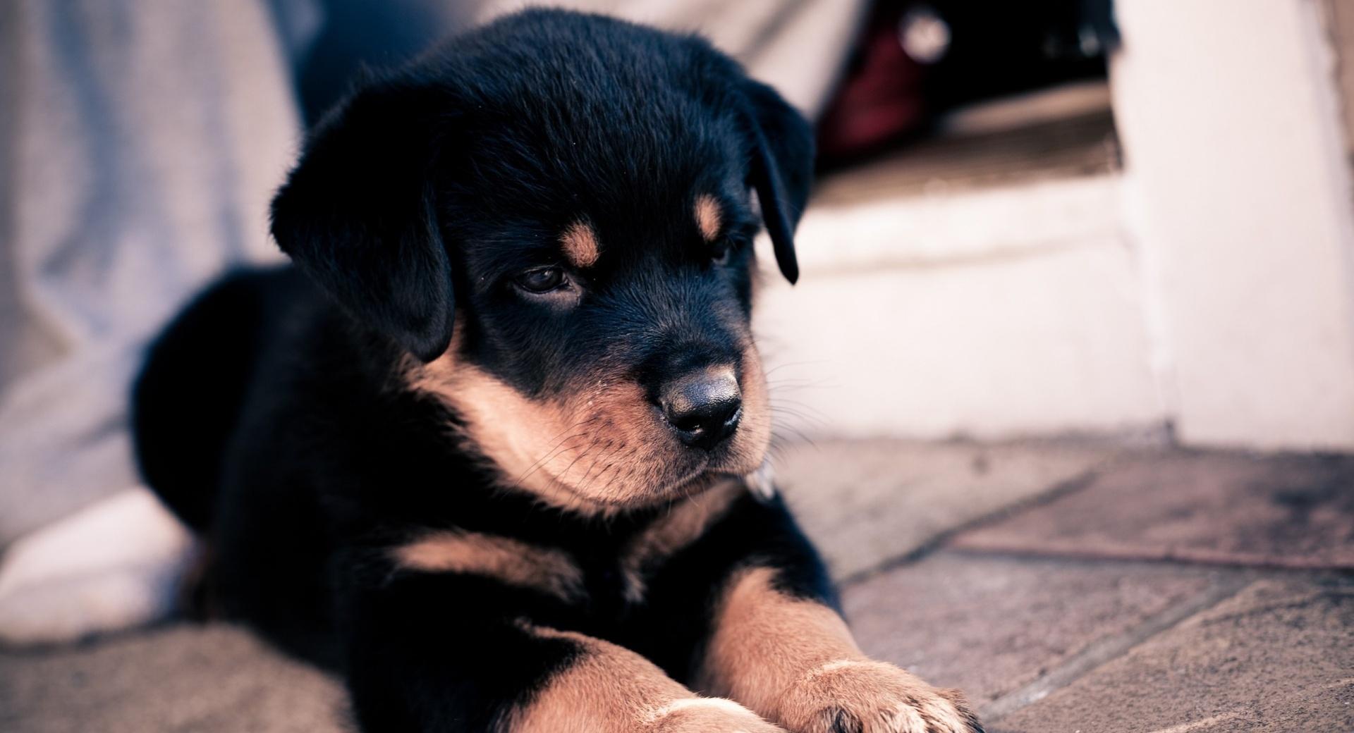 Cute Rottweiler Puppy at 1024 x 1024 iPad size wallpapers HD quality