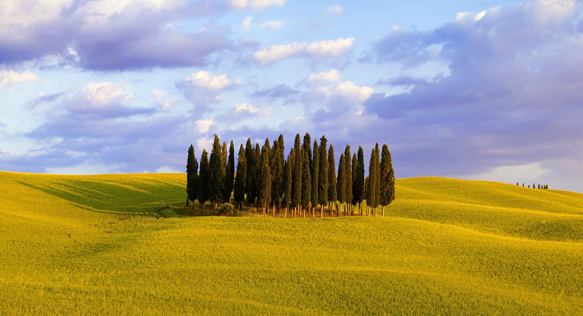 Cypress Trees at 2048 x 2048 iPad size wallpapers HD quality