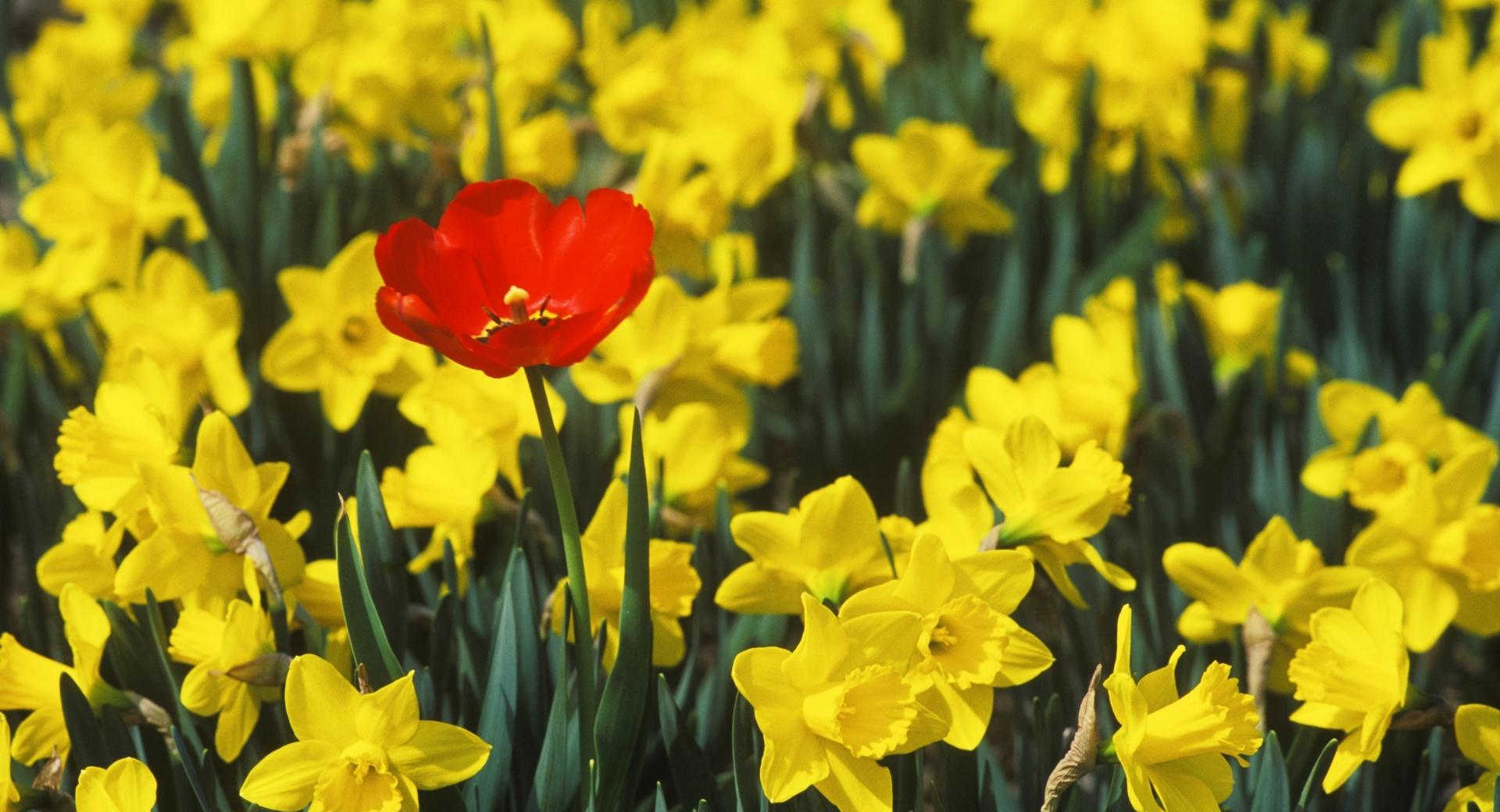 Daffodils And Red Tulip at 320 x 480 iPhone size wallpapers HD quality