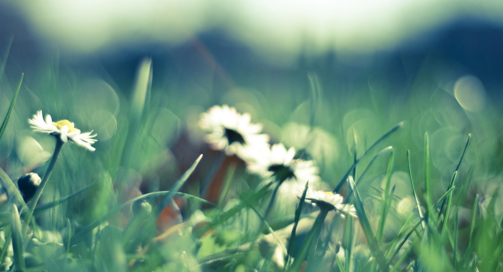Daisies And Grass wallpapers HD quality