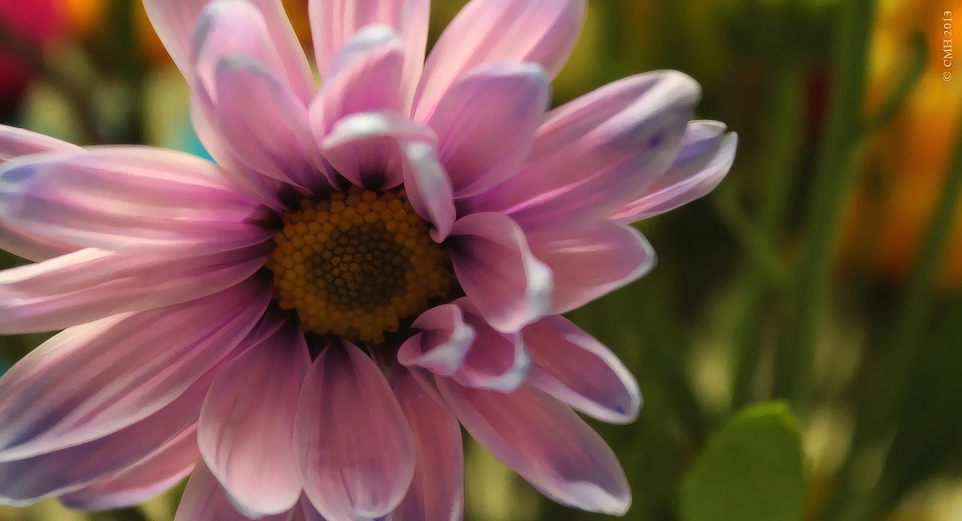 Daisy Purple at 1600 x 1200 size wallpapers HD quality
