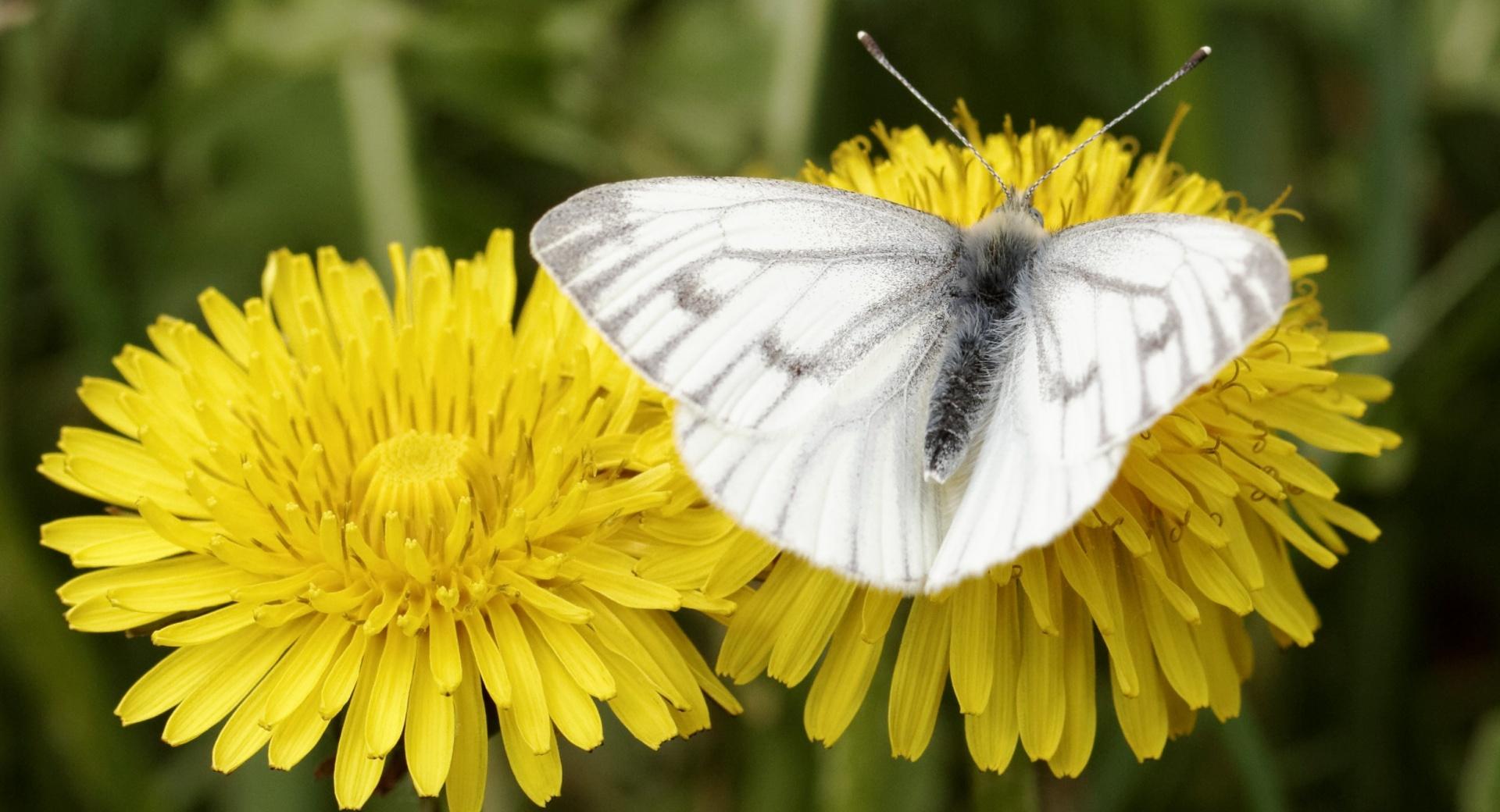 Dark Veined White, Bergweiling at 1152 x 864 size wallpapers HD quality