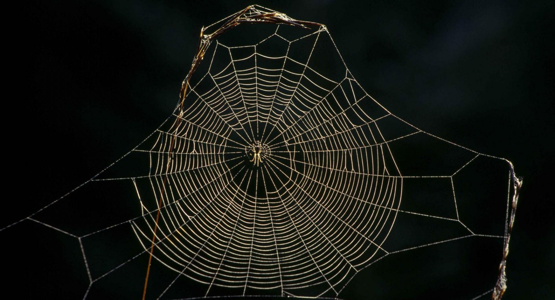 Delicate Spider Web Sneznik Forest Slovenia at 1152 x 864 size wallpapers HD quality
