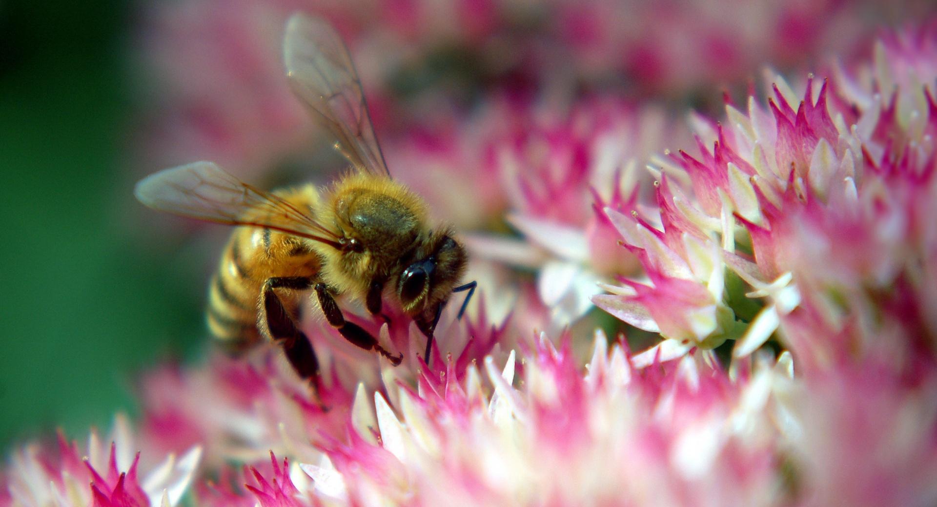 Diligent Bee at 1024 x 1024 iPad size wallpapers HD quality