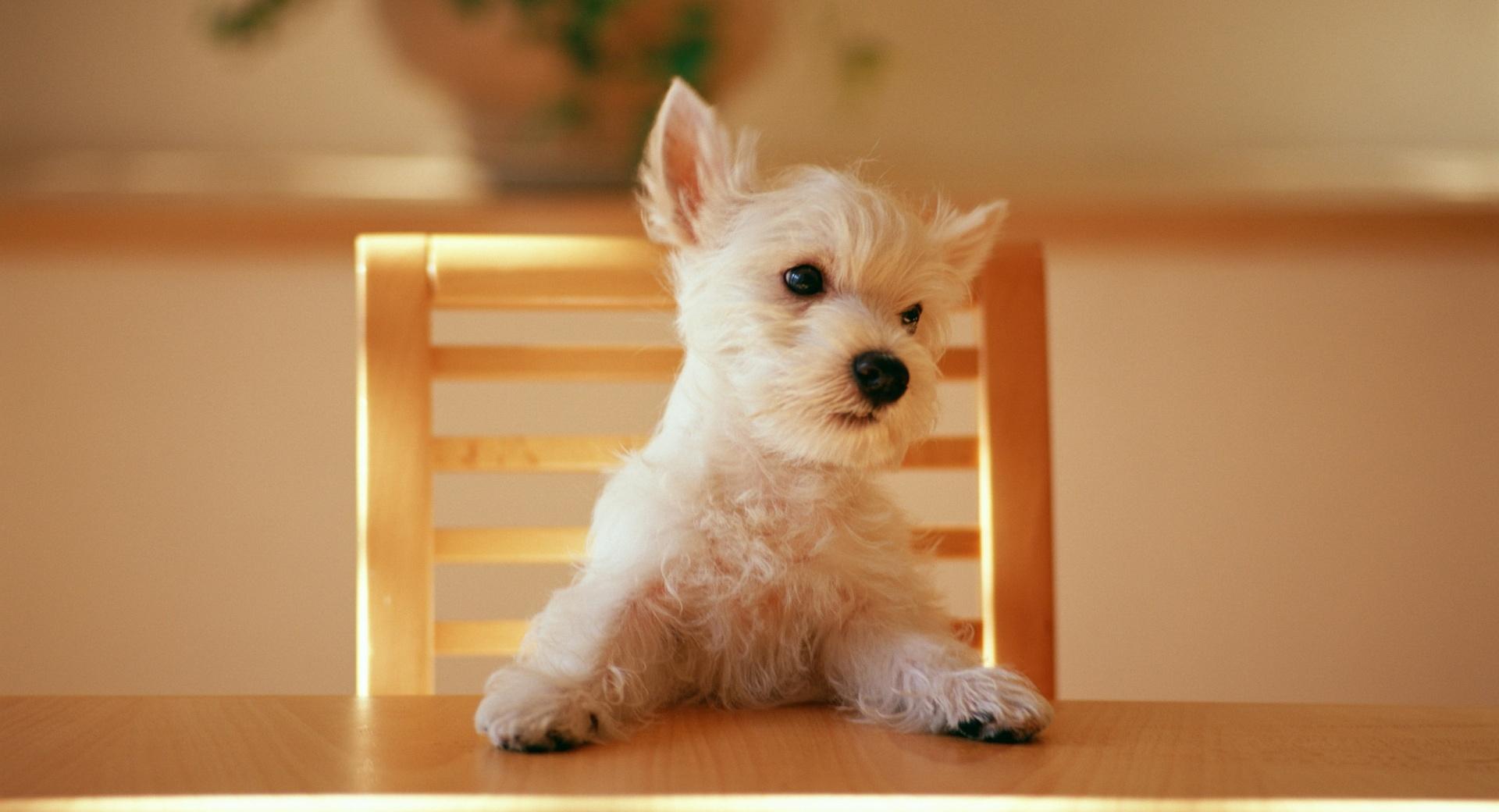 Dog Sitting On A Chair At The Table wallpapers HD quality