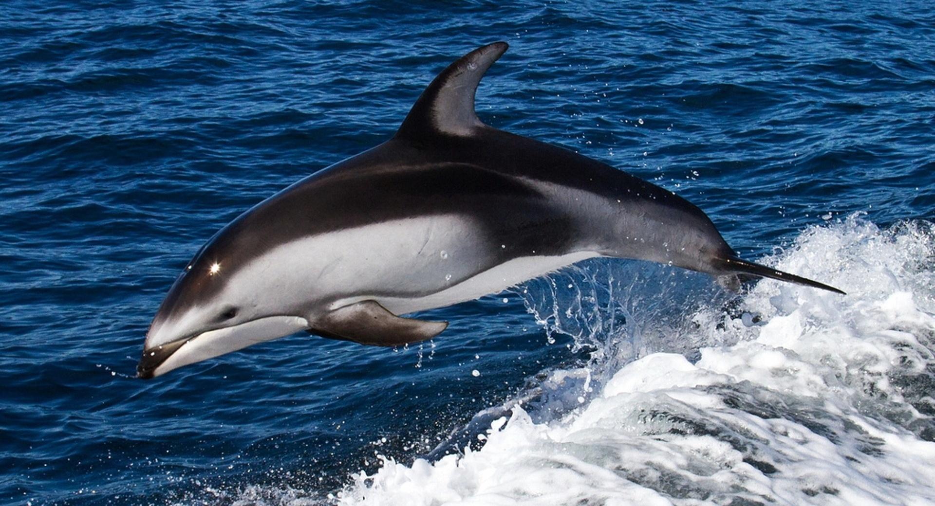 Dolphin Jumping at 640 x 1136 iPhone 5 size wallpapers HD quality