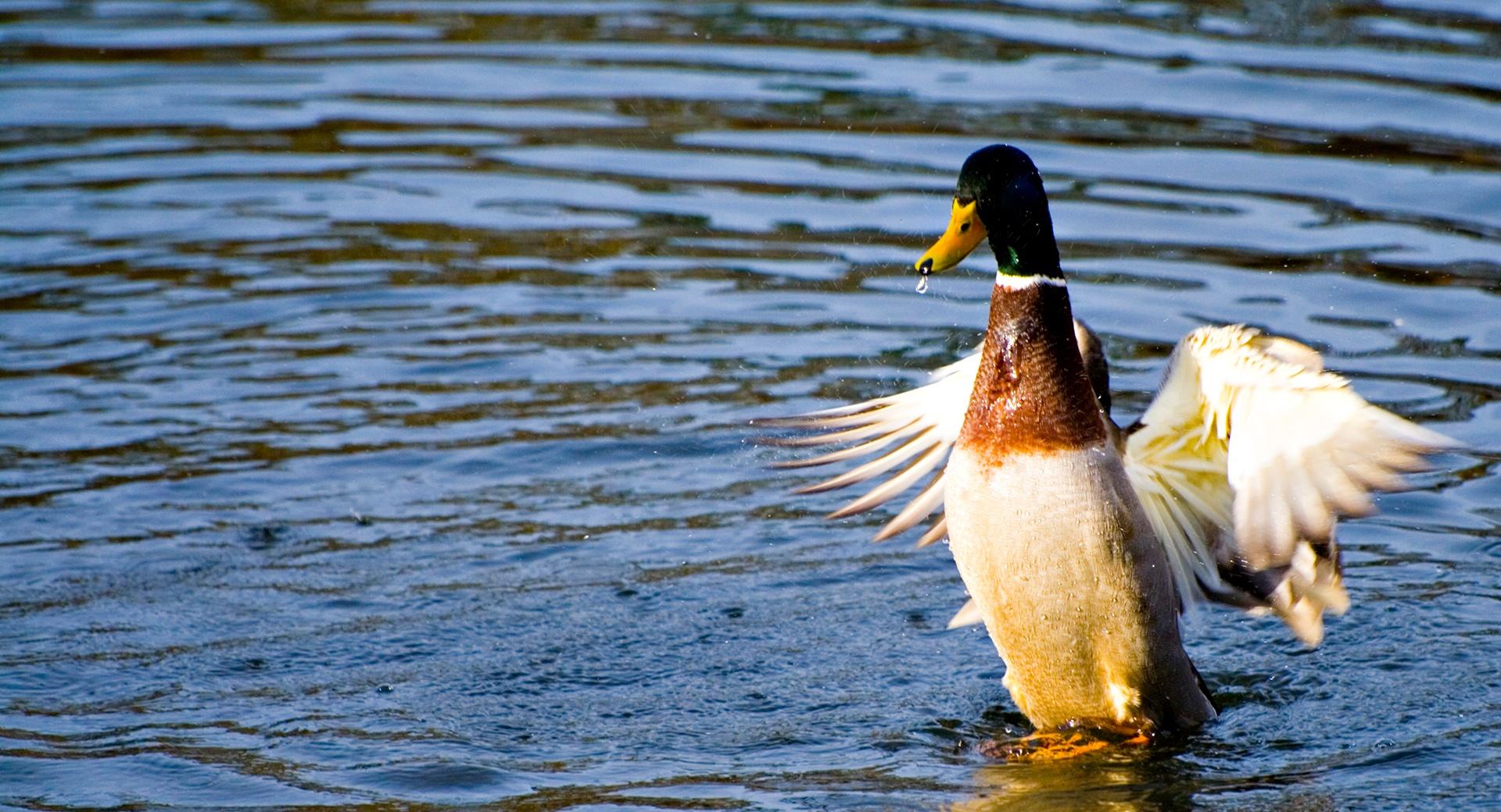 Duck In Water at 1152 x 864 size wallpapers HD quality