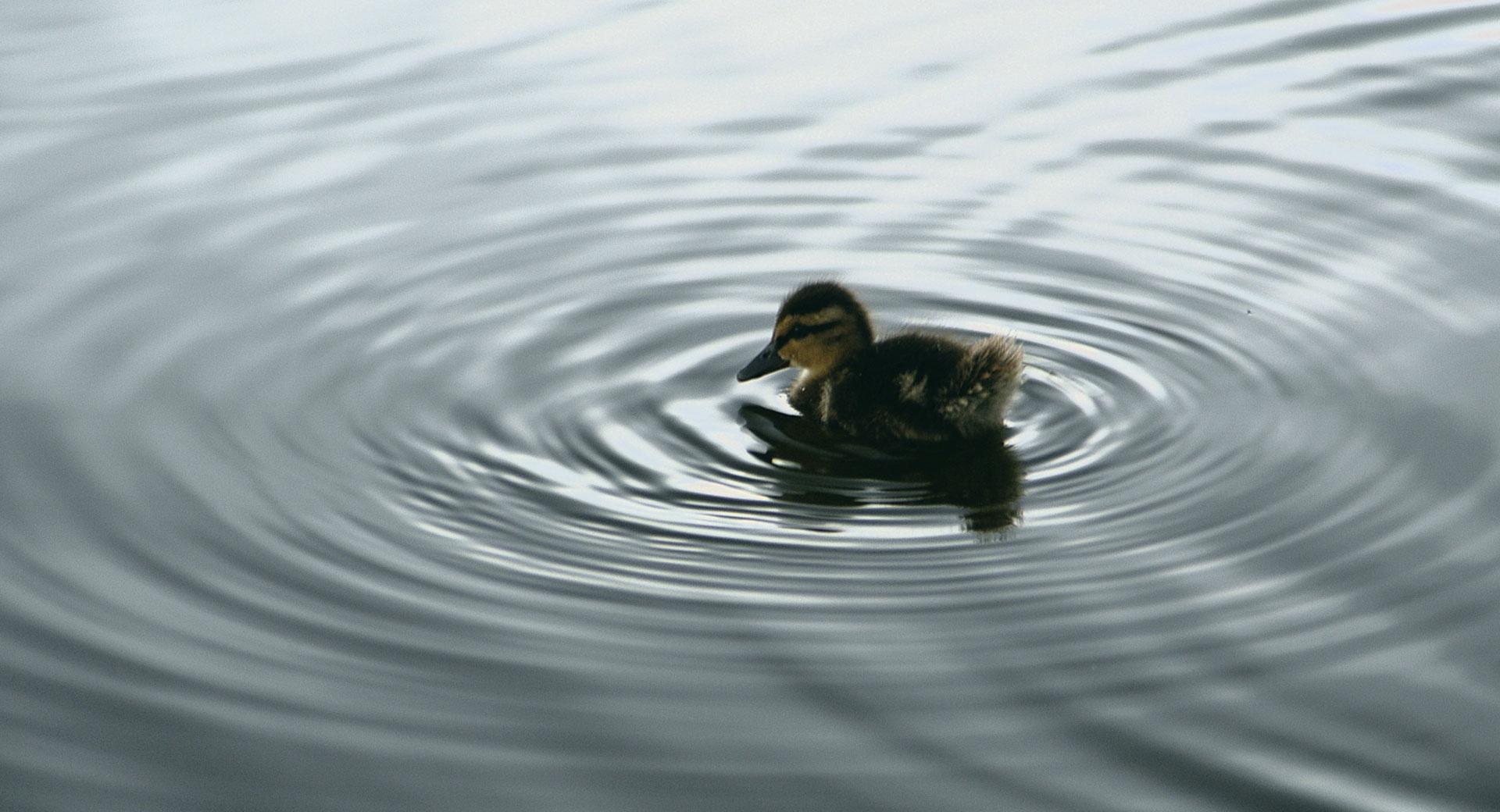 Duckling On Water at 750 x 1334 iPhone 6 size wallpapers HD quality