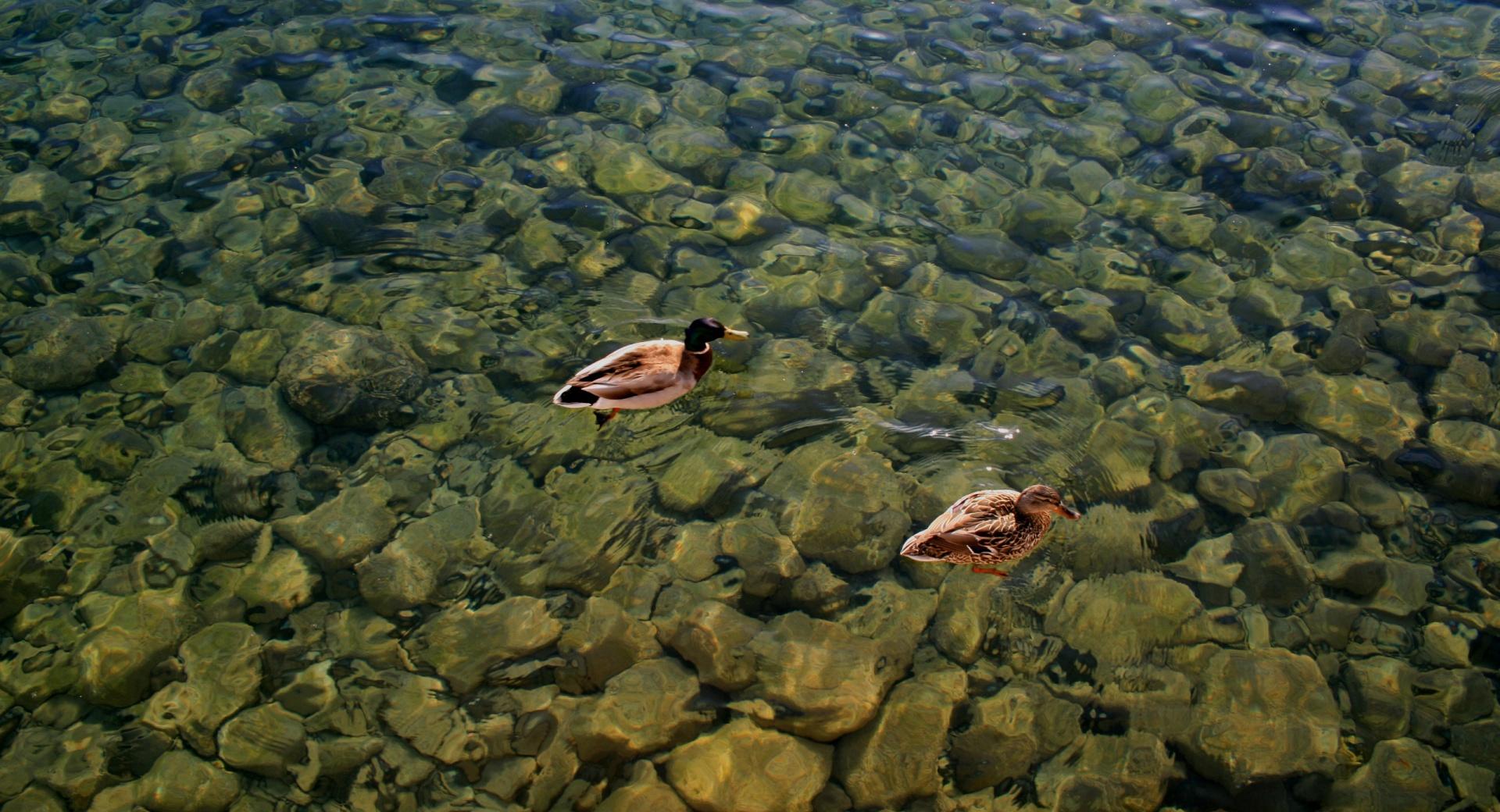 Ducks Swimming at 1024 x 1024 iPad size wallpapers HD quality