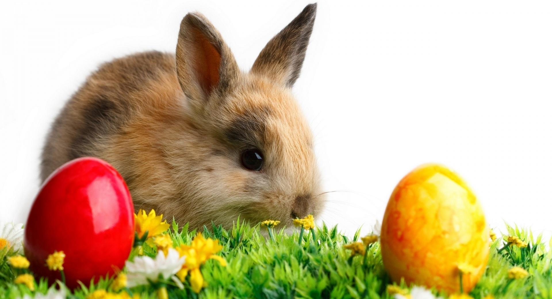 Easter Cute Rabbit wallpapers HD quality