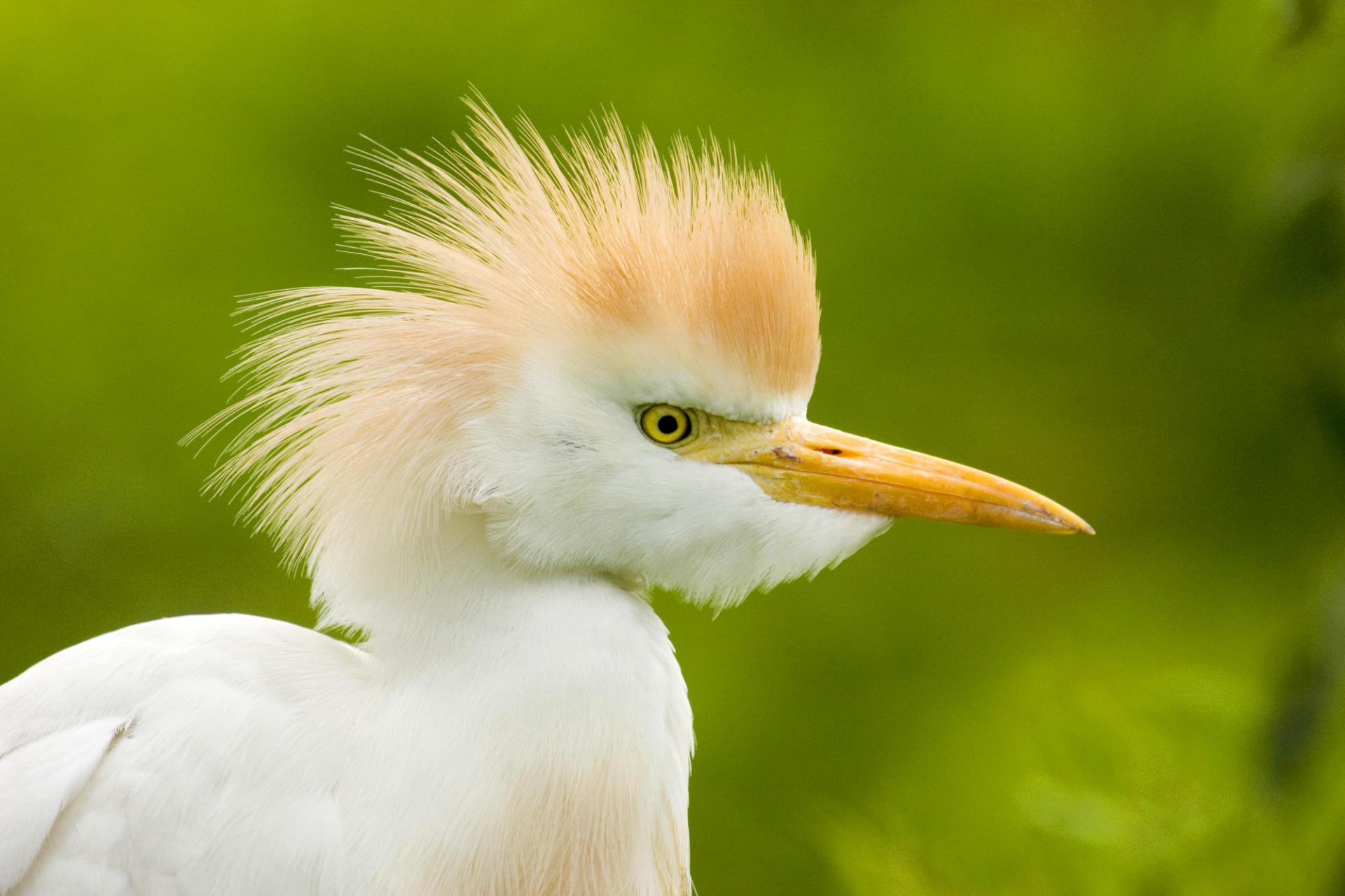 Egret at 320 x 480 iPhone size wallpapers HD quality