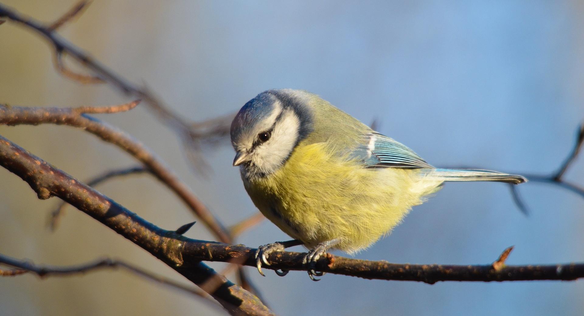Eurasian Blue Tit at 750 x 1334 iPhone 6 size wallpapers HD quality