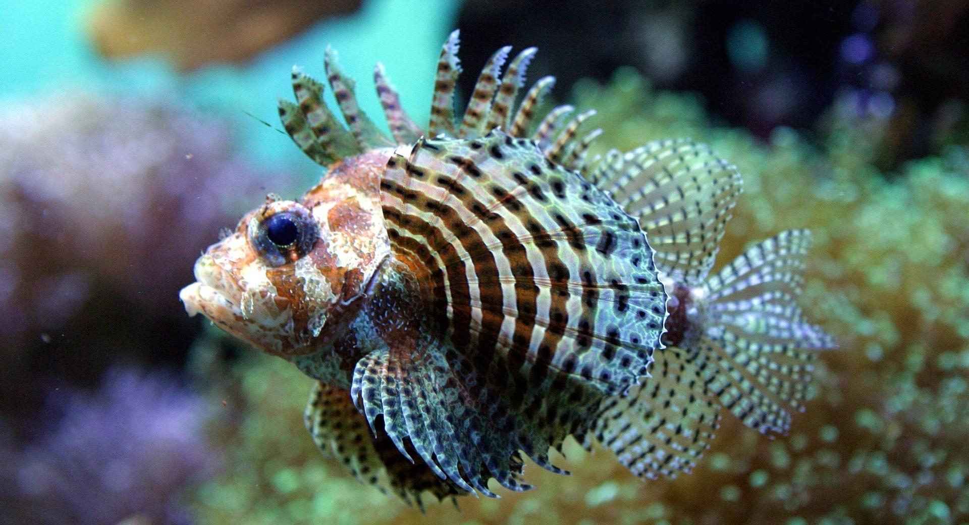 Exotic Fish wallpapers HD quality