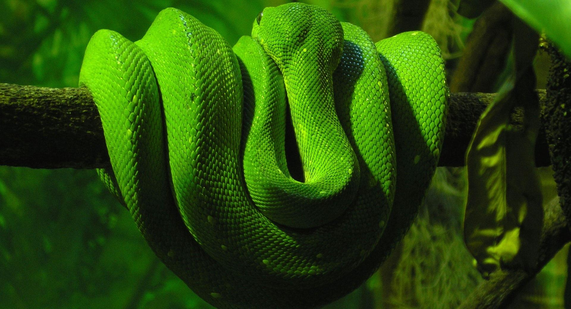 Exotic Snake wallpapers HD quality