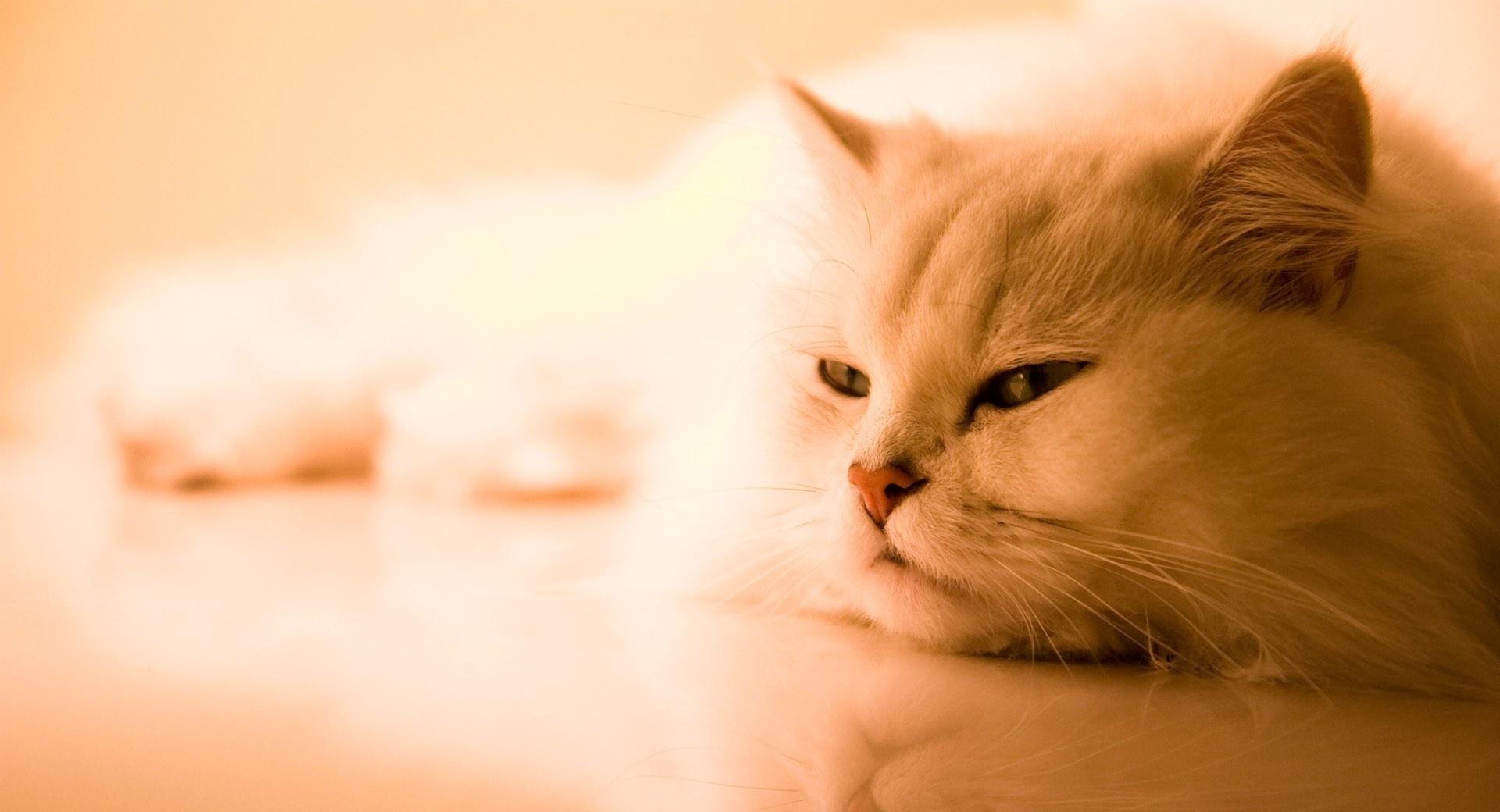 Exotic White Cat at 1152 x 864 size wallpapers HD quality